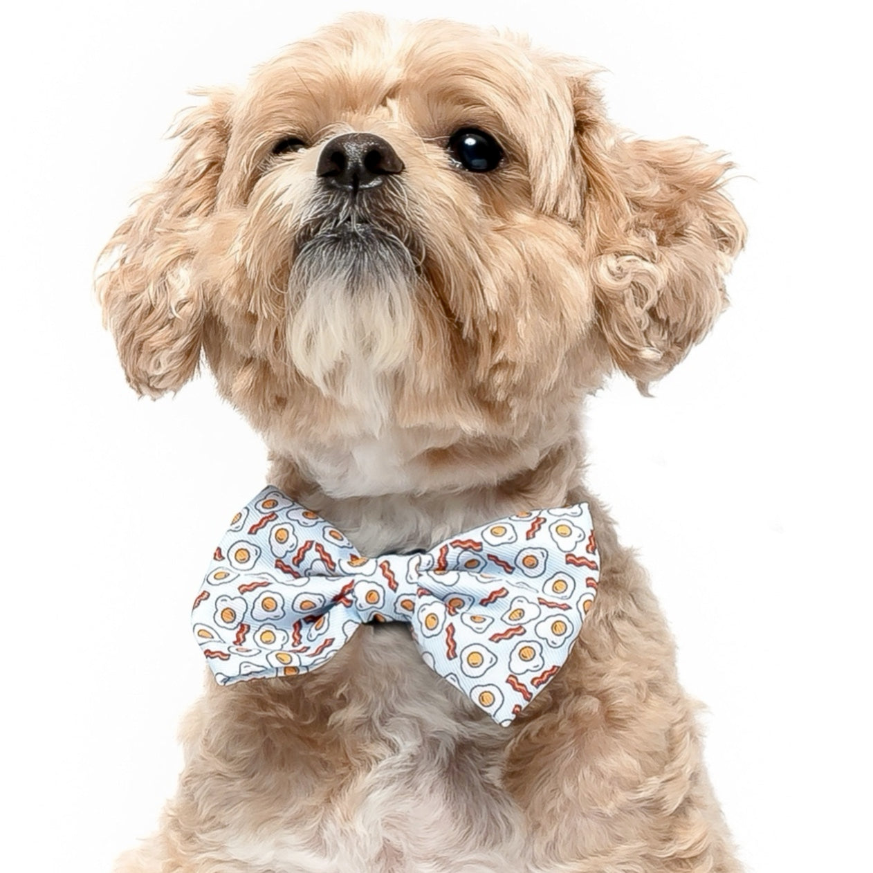 BACON AND EGGS - BOW TIE