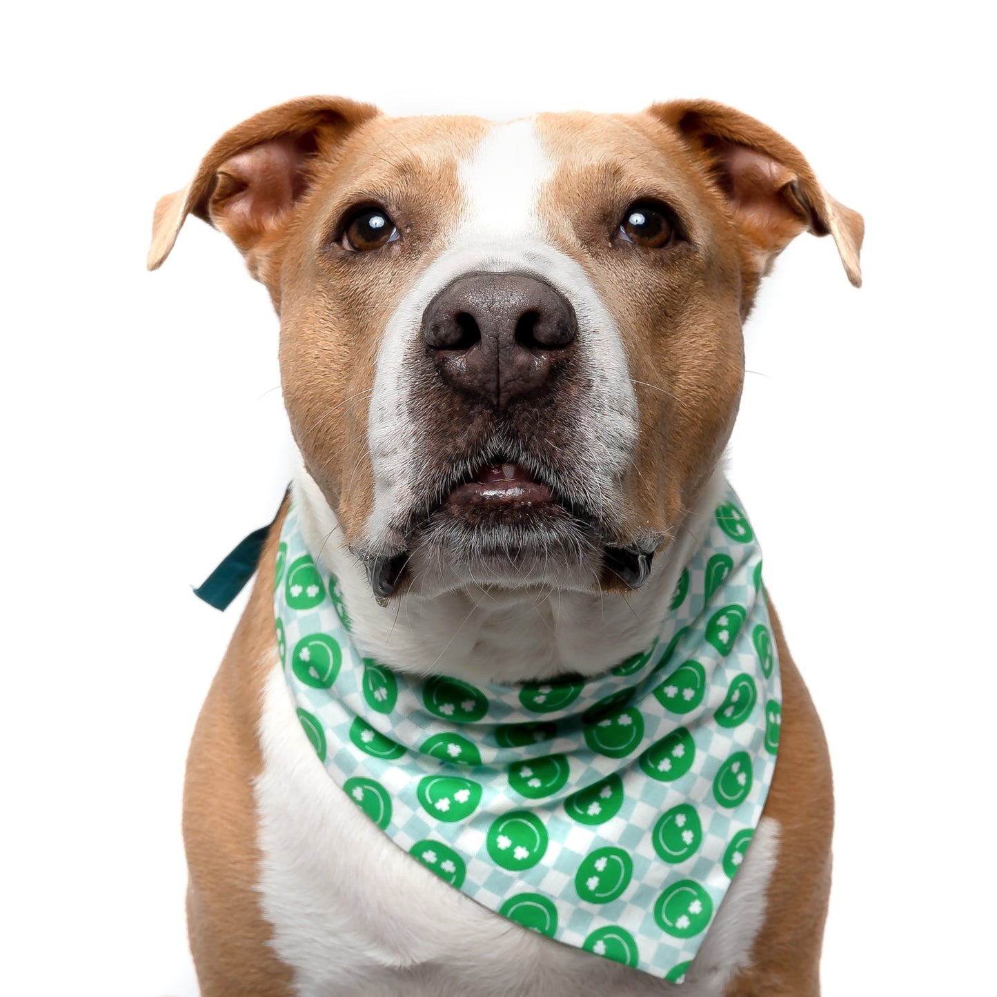 RETRO GREEN SMILES - CLASSIC DOG BANDANA