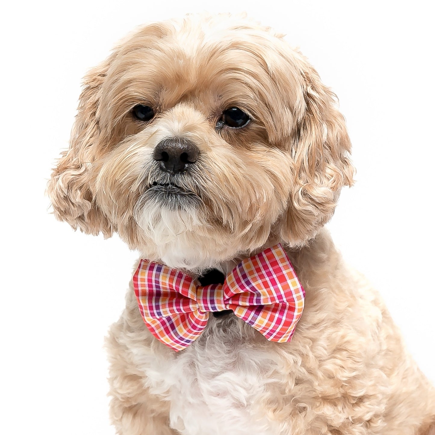 SUNBURST PLAID - BOW TIE