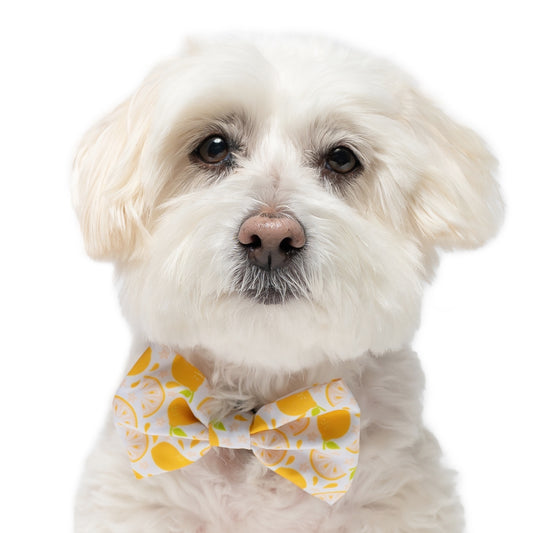 LEMONS - BOW TIE