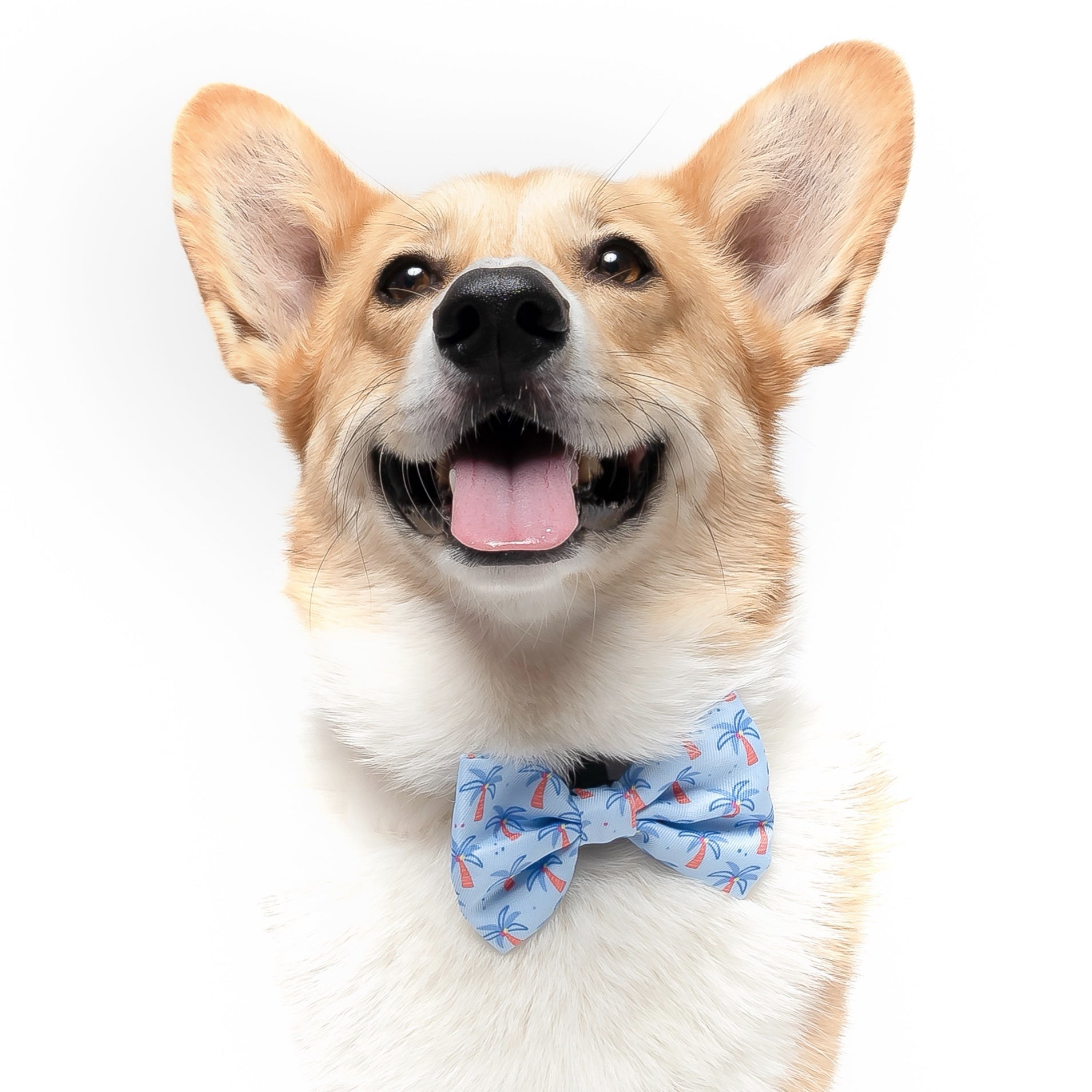 Corgi with best sale a bow tie