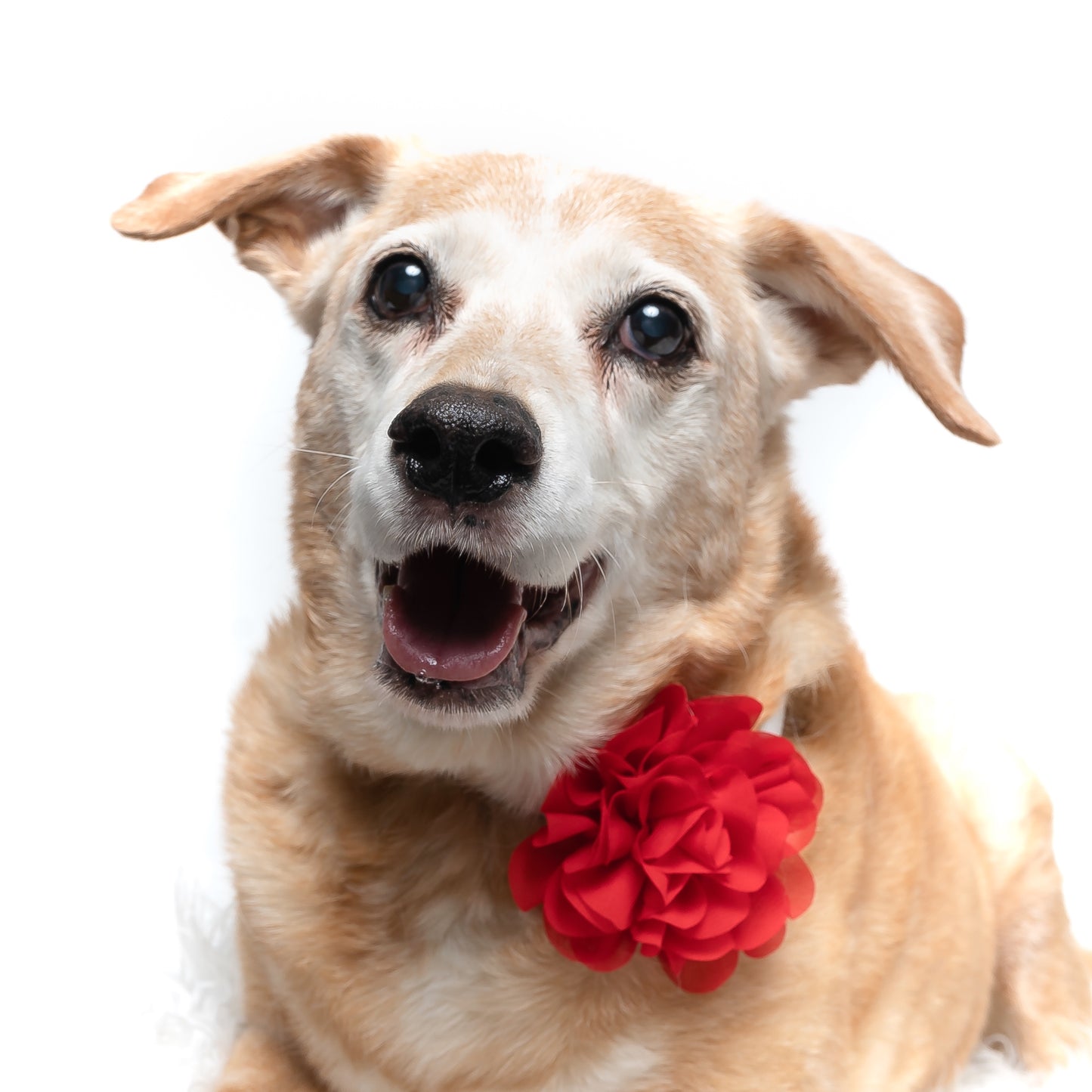 RED - COLLAR FLOWER