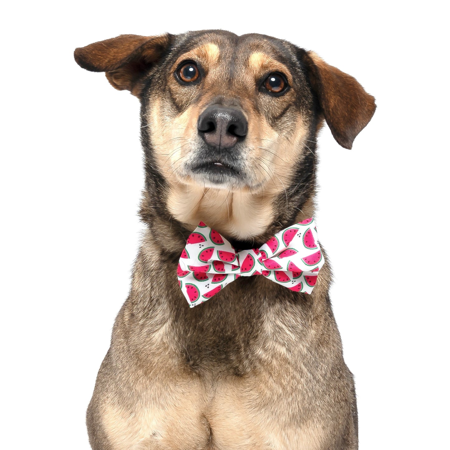 WATERMELON - BOW TIE