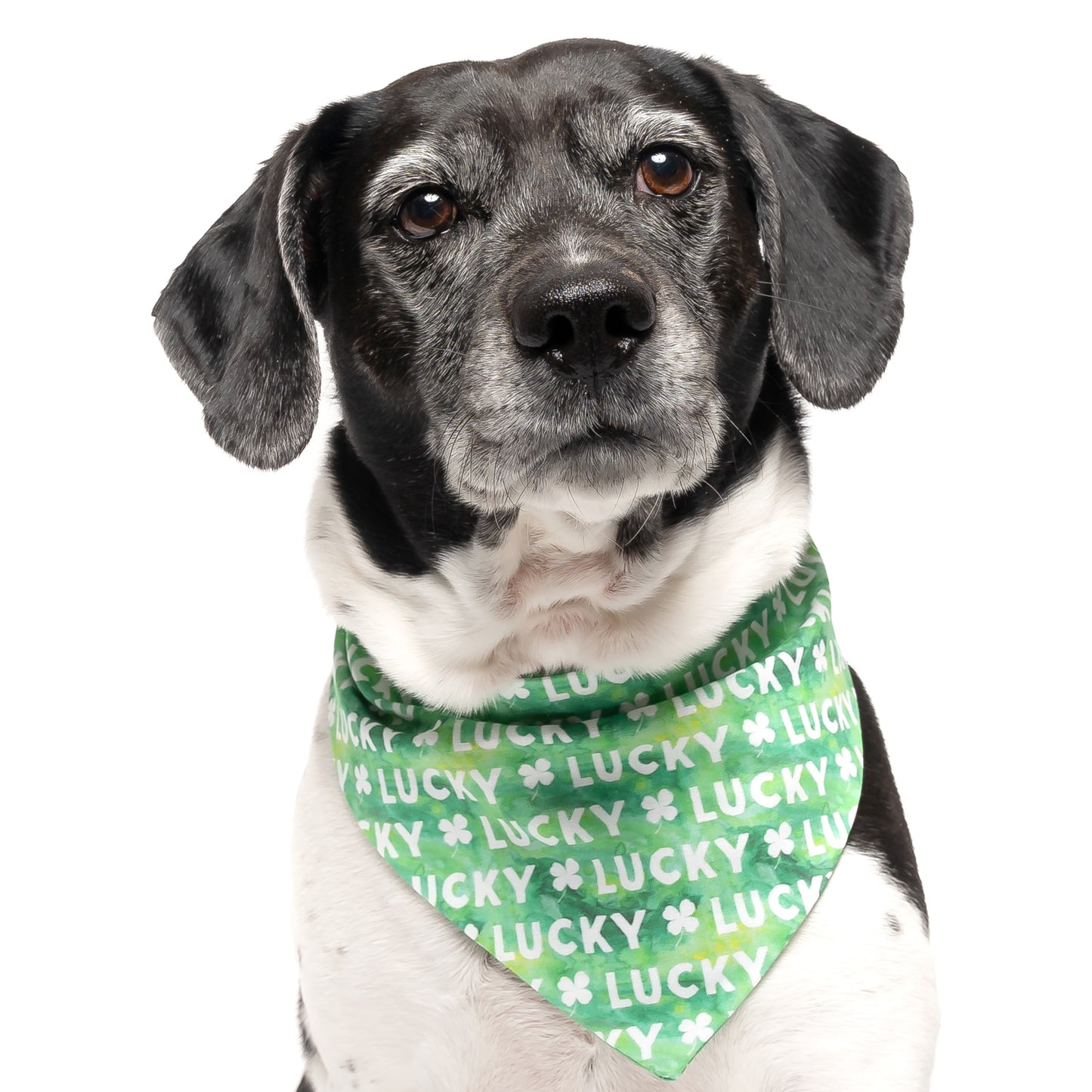 LUCKY - CLASSIC DOG BANDANA