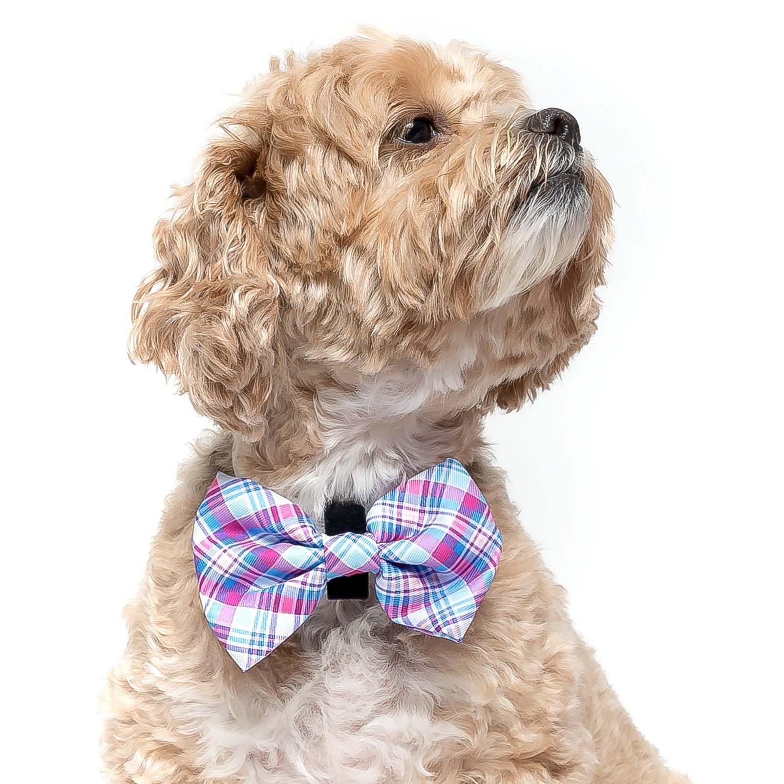 Blue Checked Dog Bow Tie Collar