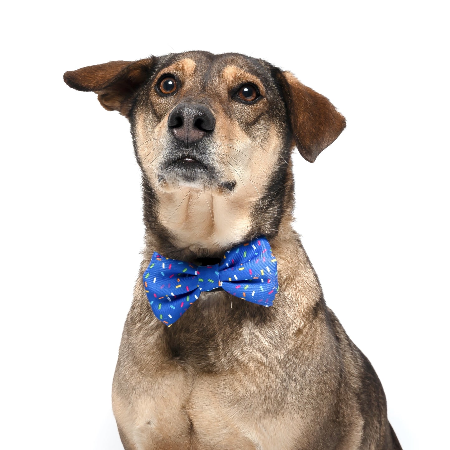 ROYAL SPRINKLES - BOW TIE