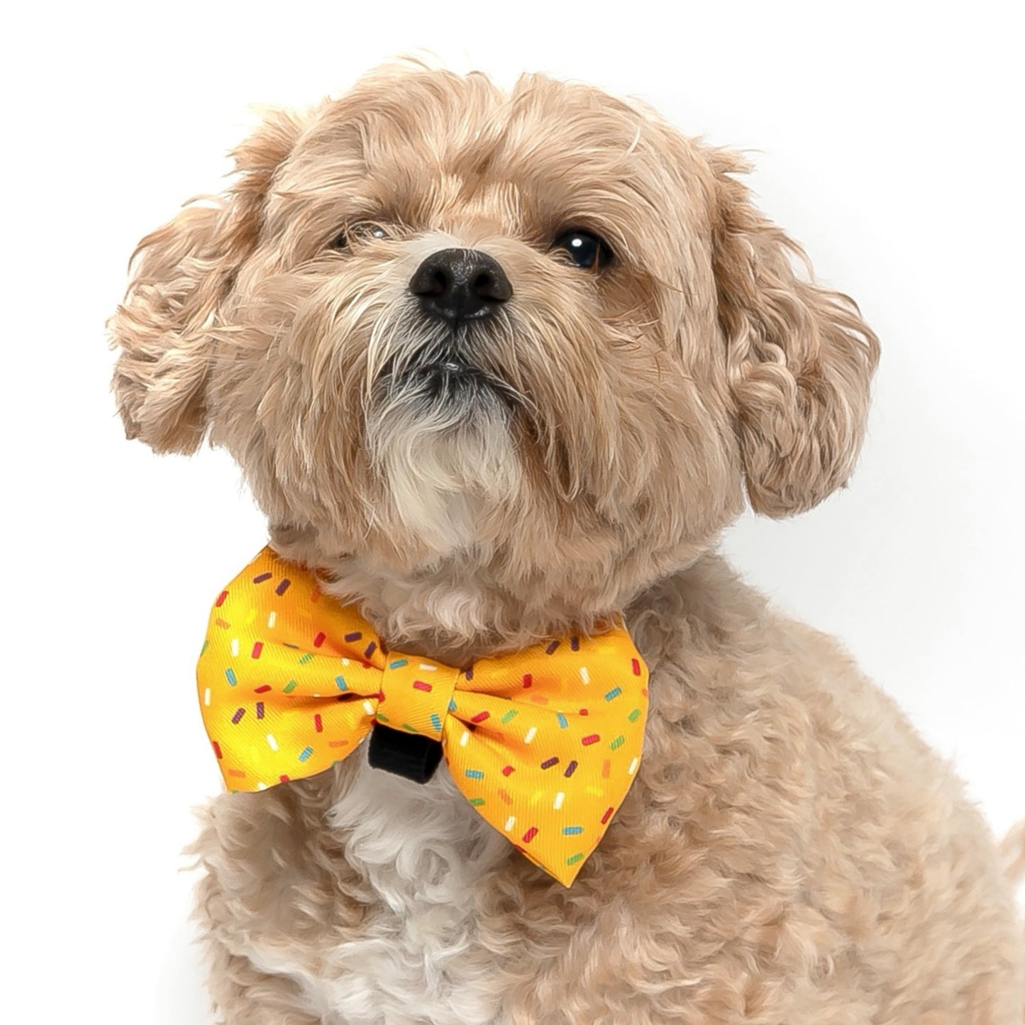YELLOW SPRINKLES - BOW TIE