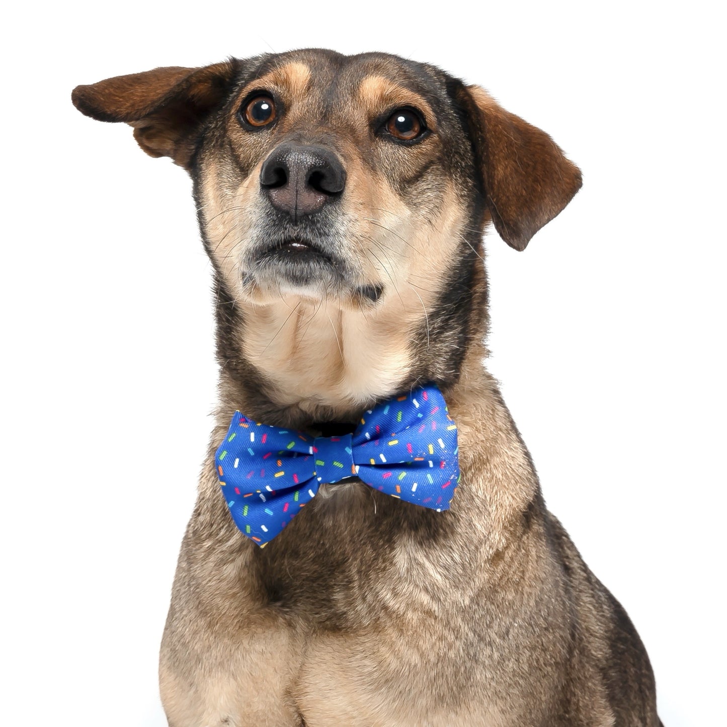 ROYAL SPRINKLES - BOW TIE