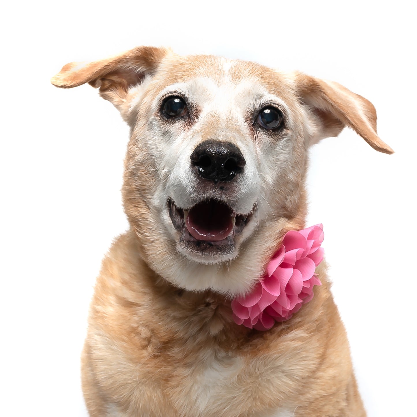 MEDIUM PINK - COLLAR FLOWER