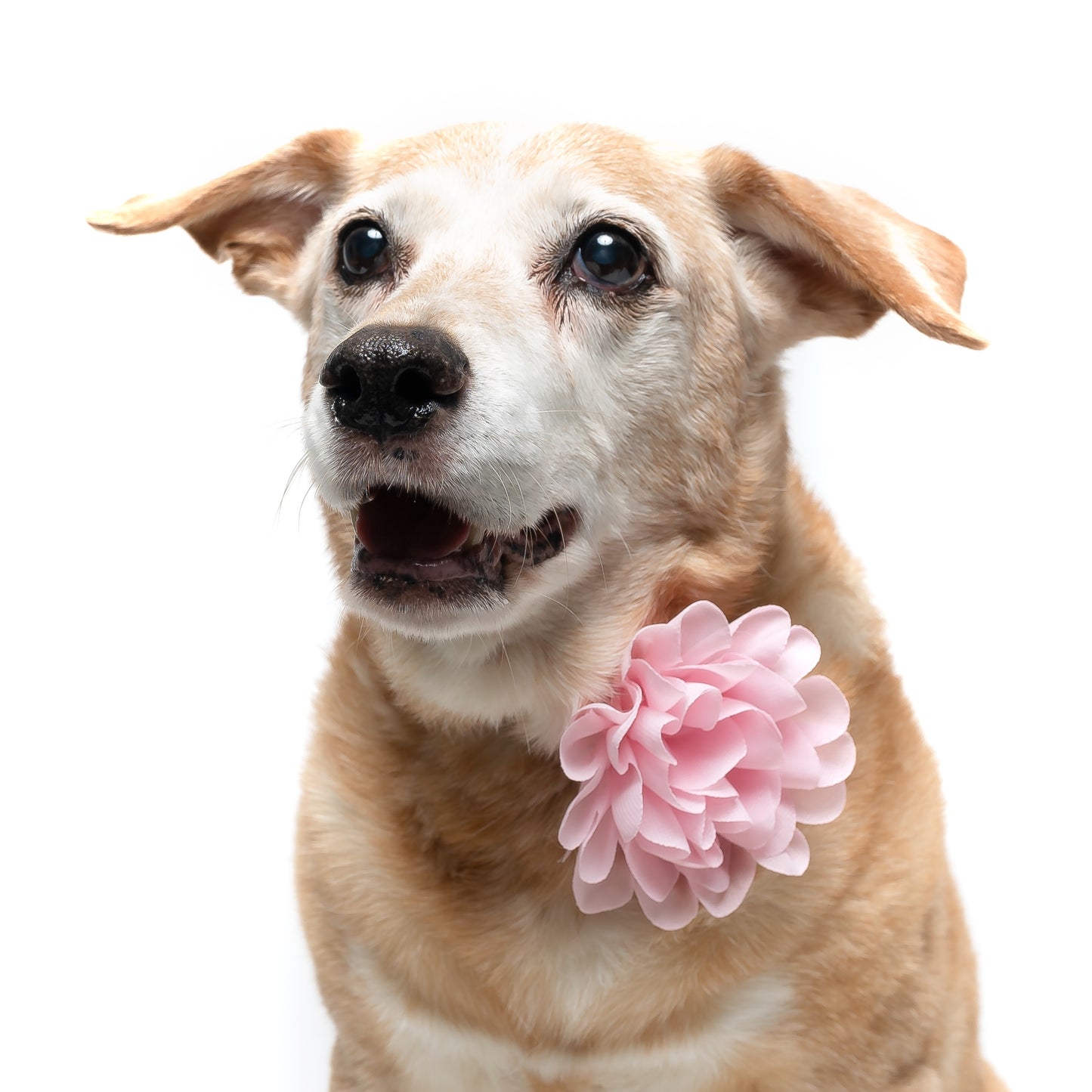 LIGHT PINK - COLLAR FLOWER