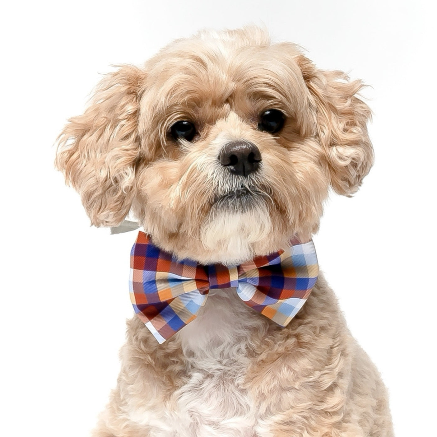 FALL PLAID - BOW TIE