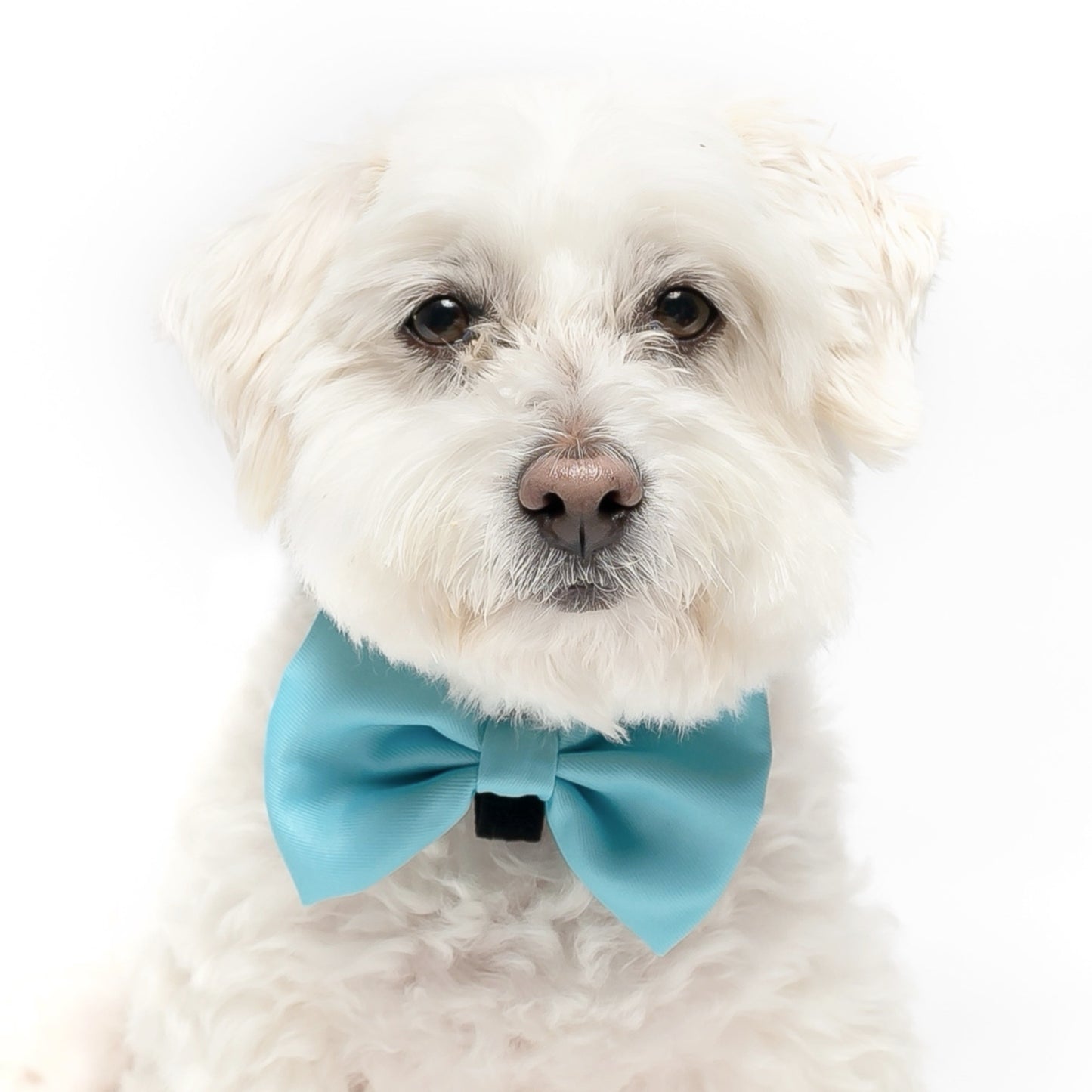 TEAL - BOW TIE