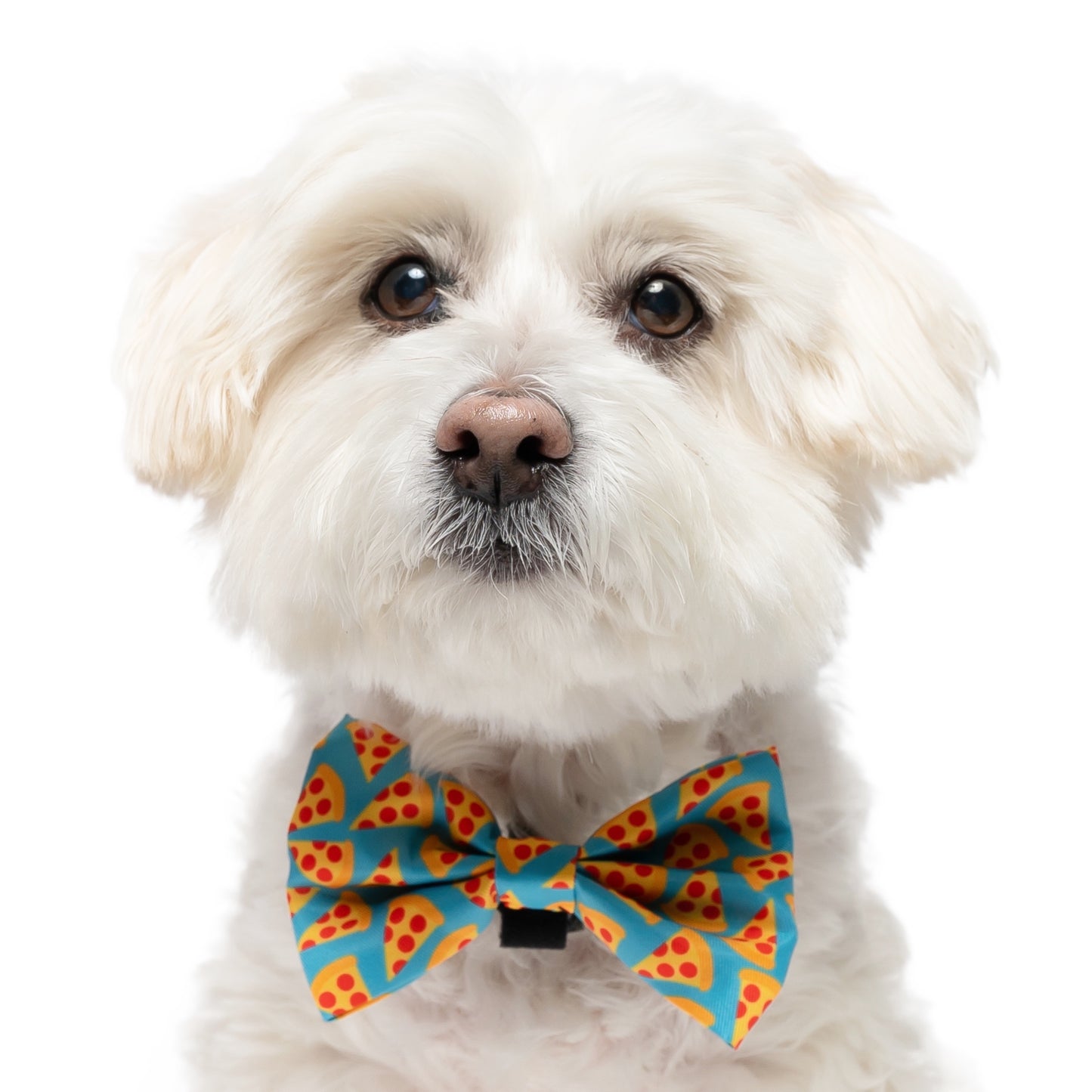 TEAL PIZZA - BOW TIE