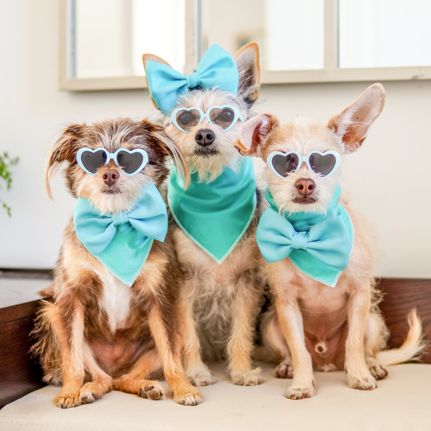 TEAL - BOW TIE