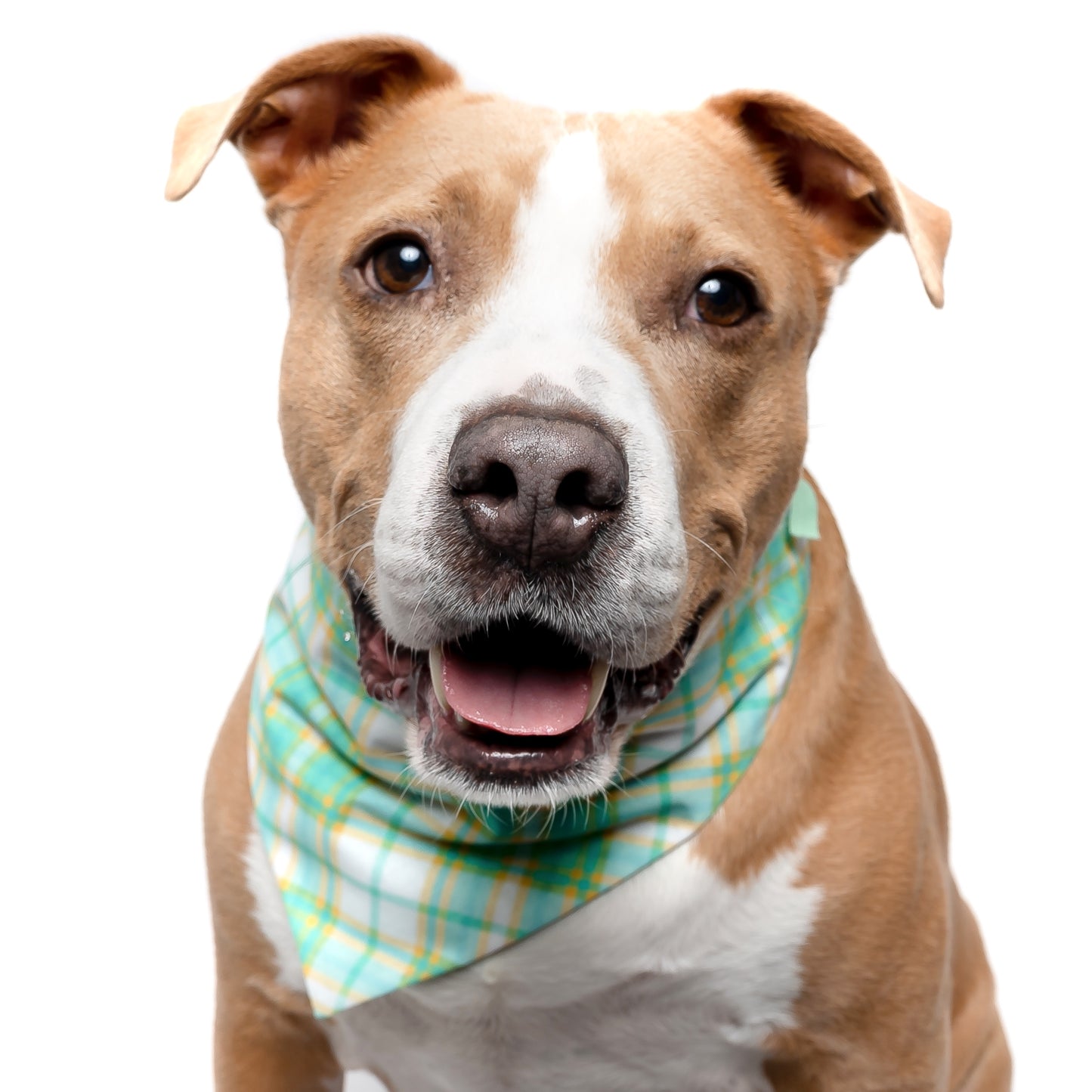 MINT & GREEN PLAID - CLASSIC DOG BANDANA