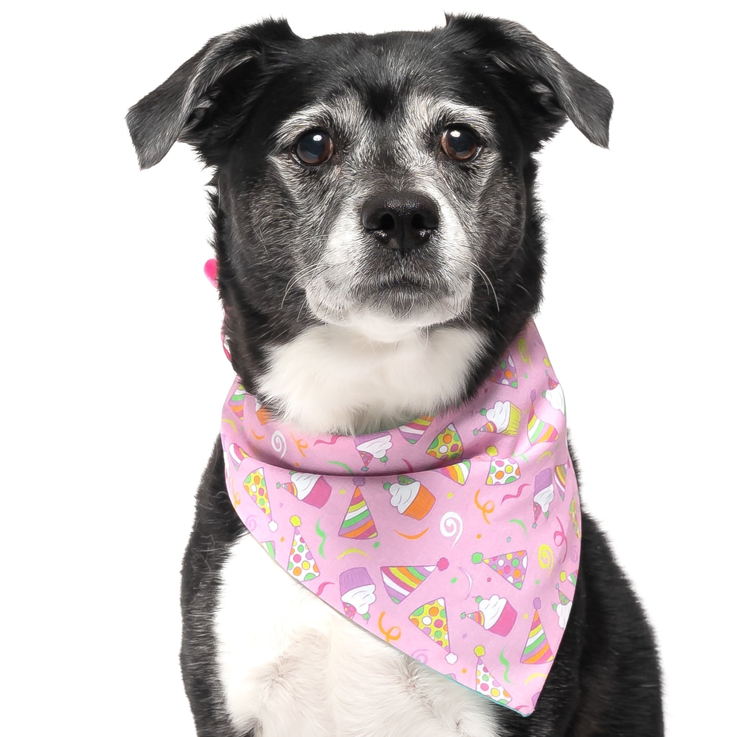 BIRTHDAY CELEBRATION - CLASSIC DOG BANDANA BY DAPPER DEXTER