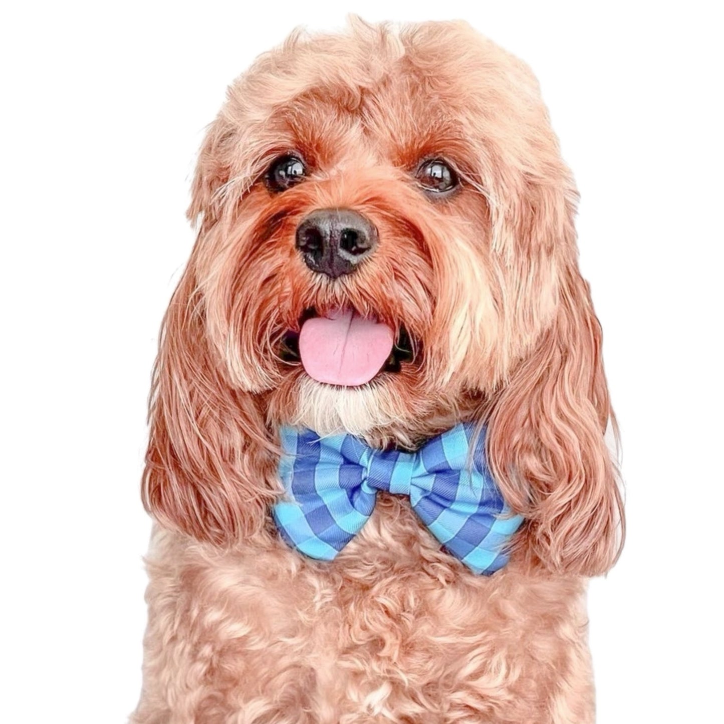 NAVY & AQUA PLAID - BOW TIE