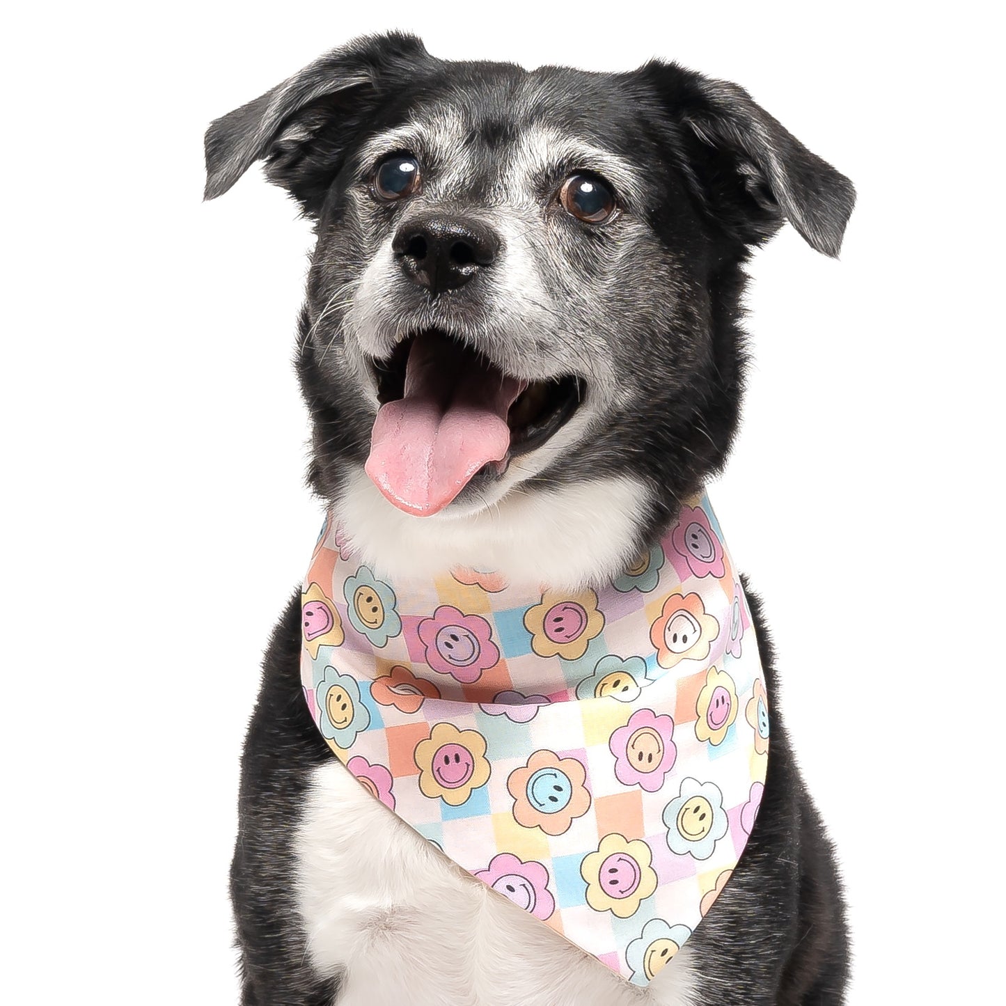 PASTEL DAISY CHECKERED - CLASSIC DOG BANDANA