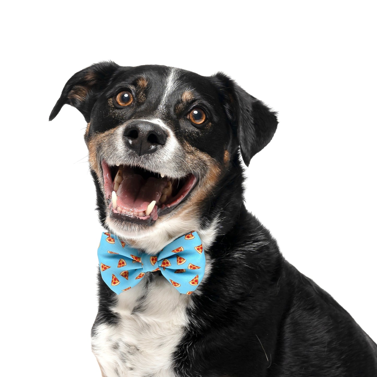 LIGHT BLUE PIZZA - BOW TIE