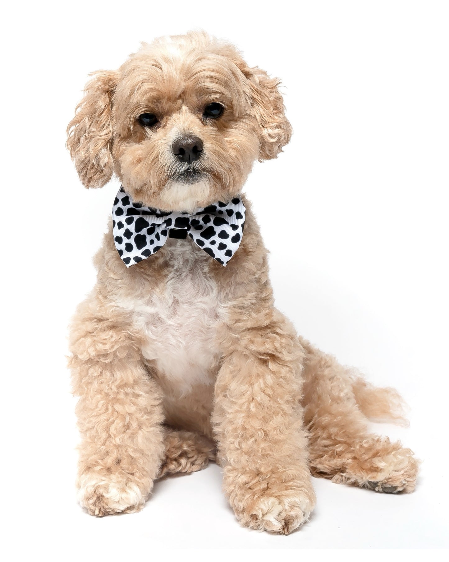 MOO - BOW TIE