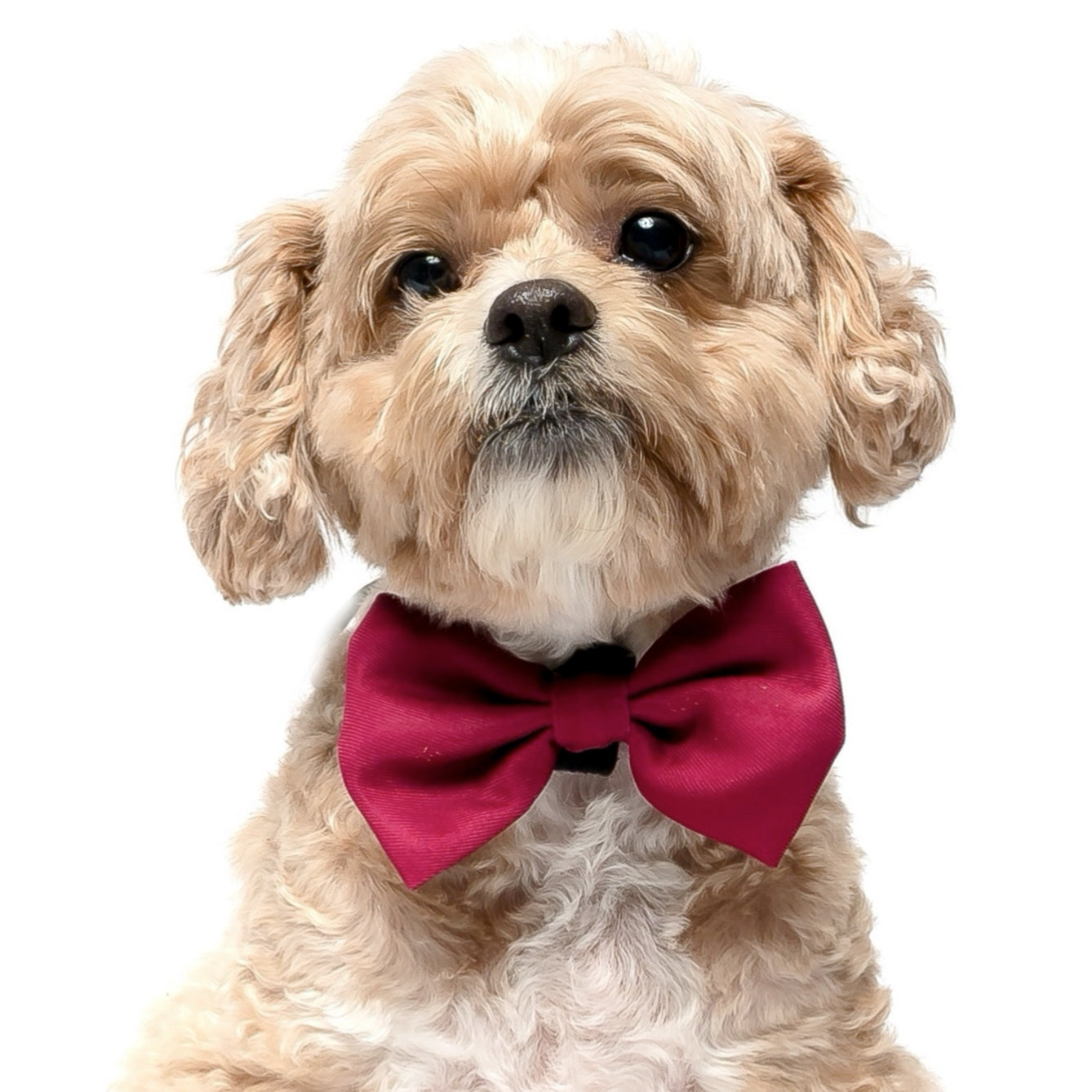 CRANBERRY - BOW TIE