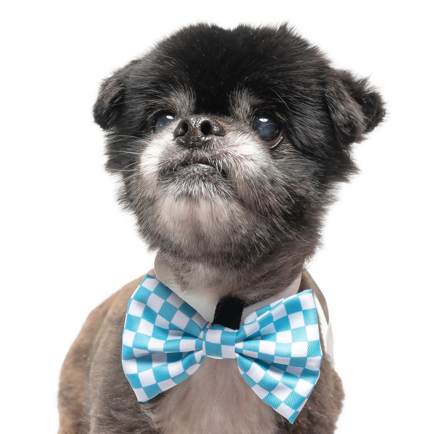 AQUA AND WHITE CHECKERED - BOW TIE