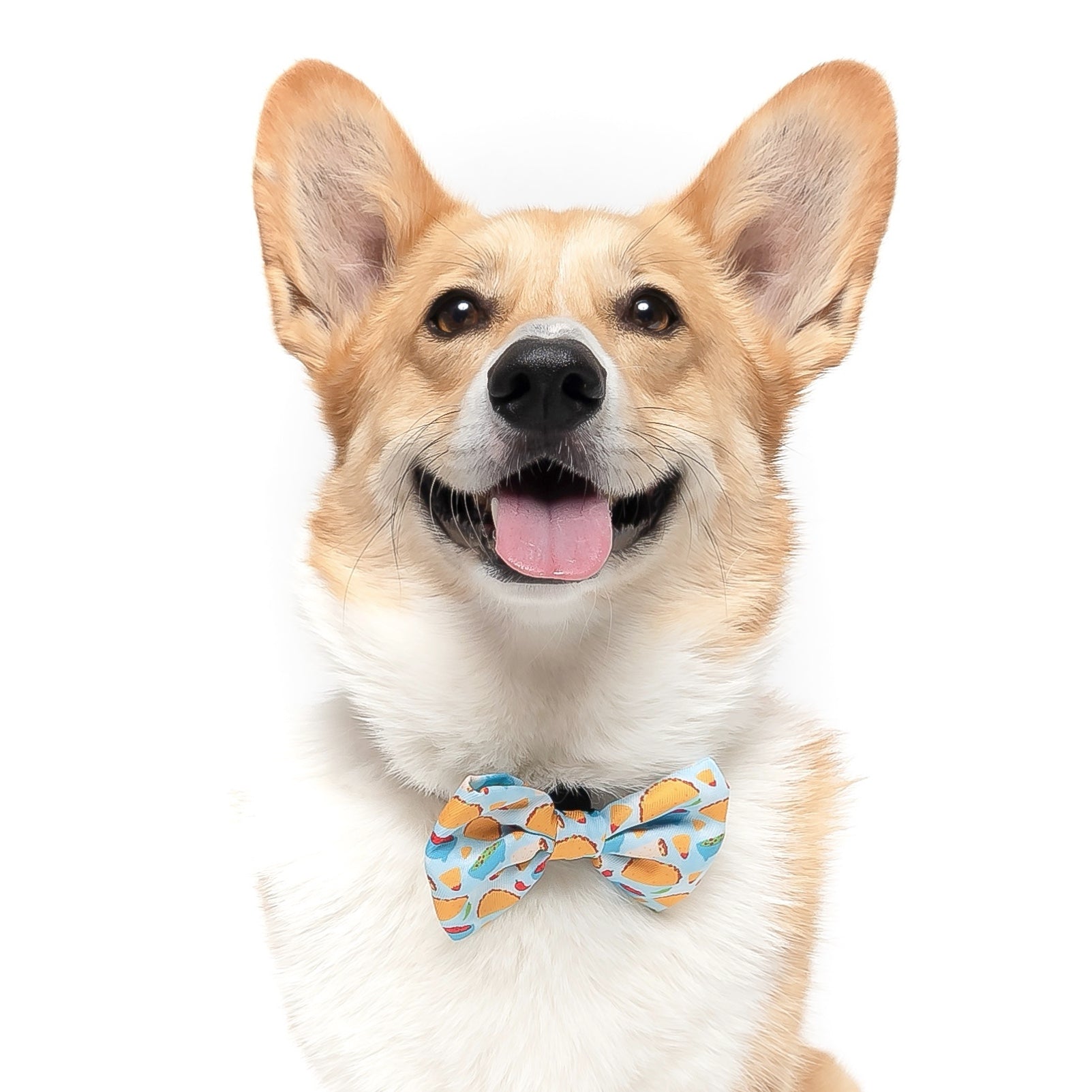 TACO - DOG COLLAR – Dapper Dexter