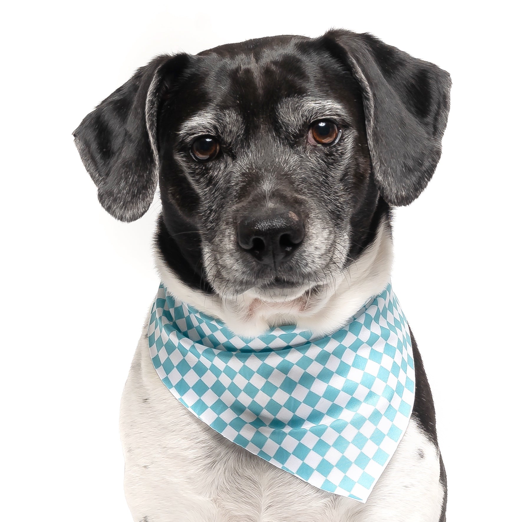 Teal dog shop bandana