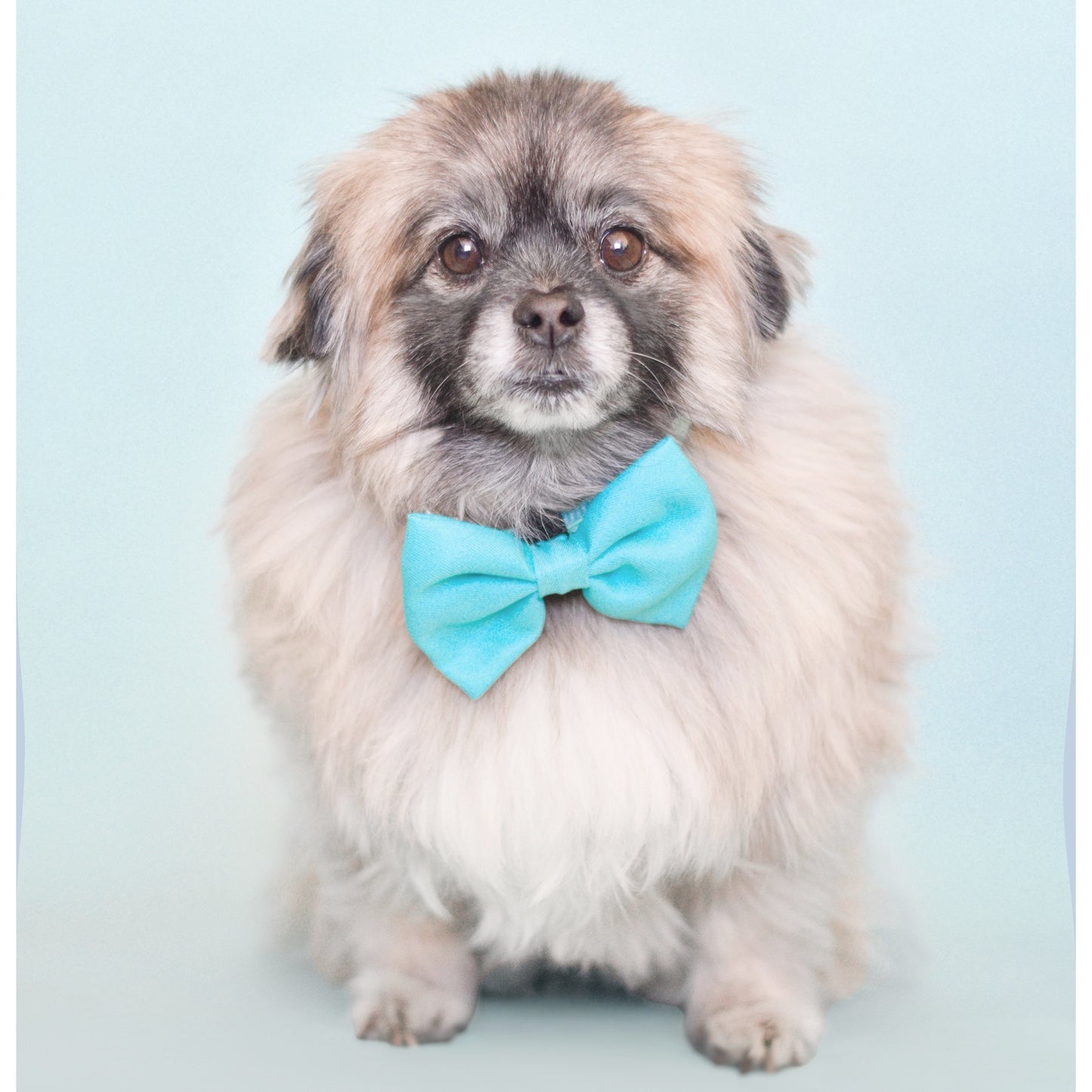 TEAL - BOW TIE