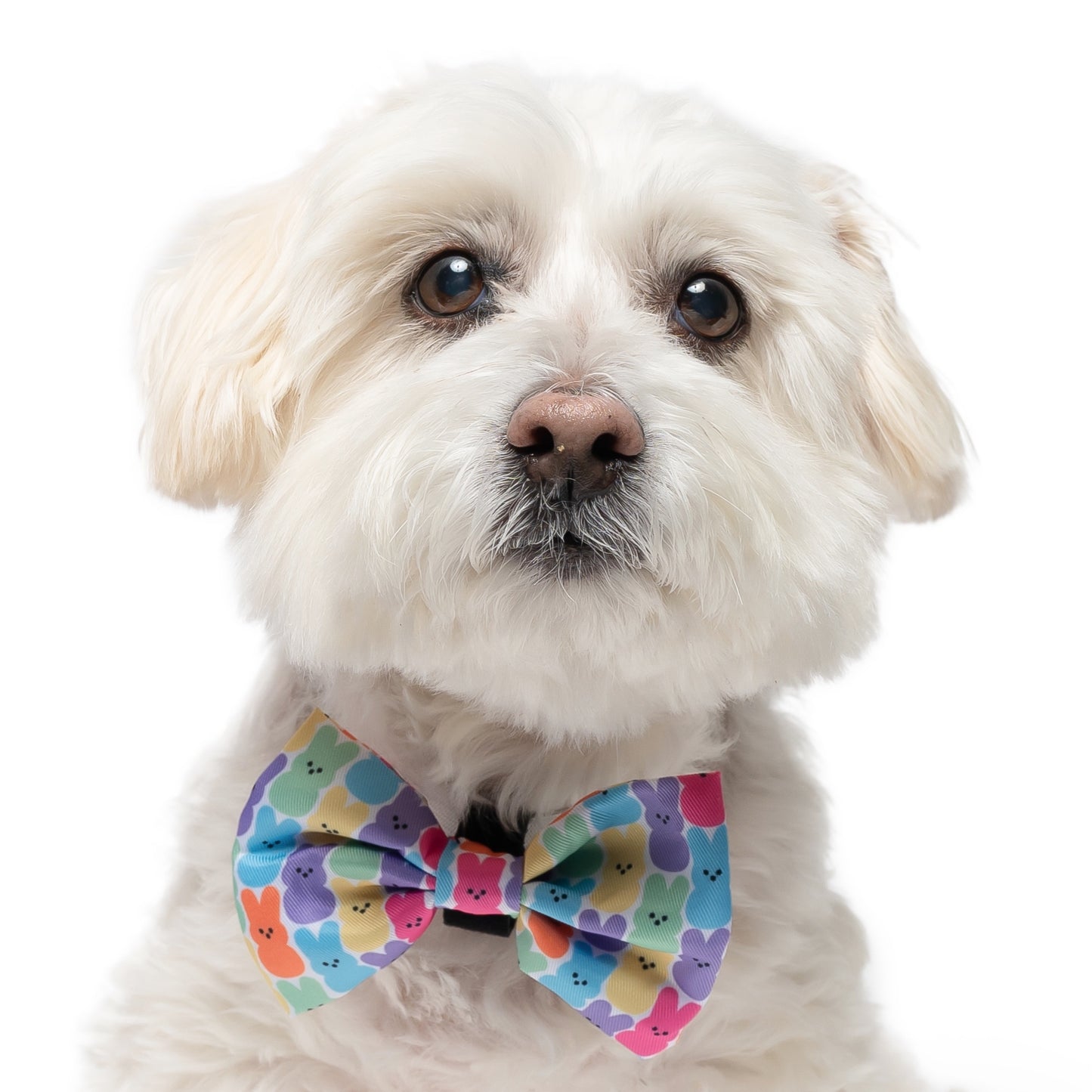 EASTER CANDY - BOW TIE