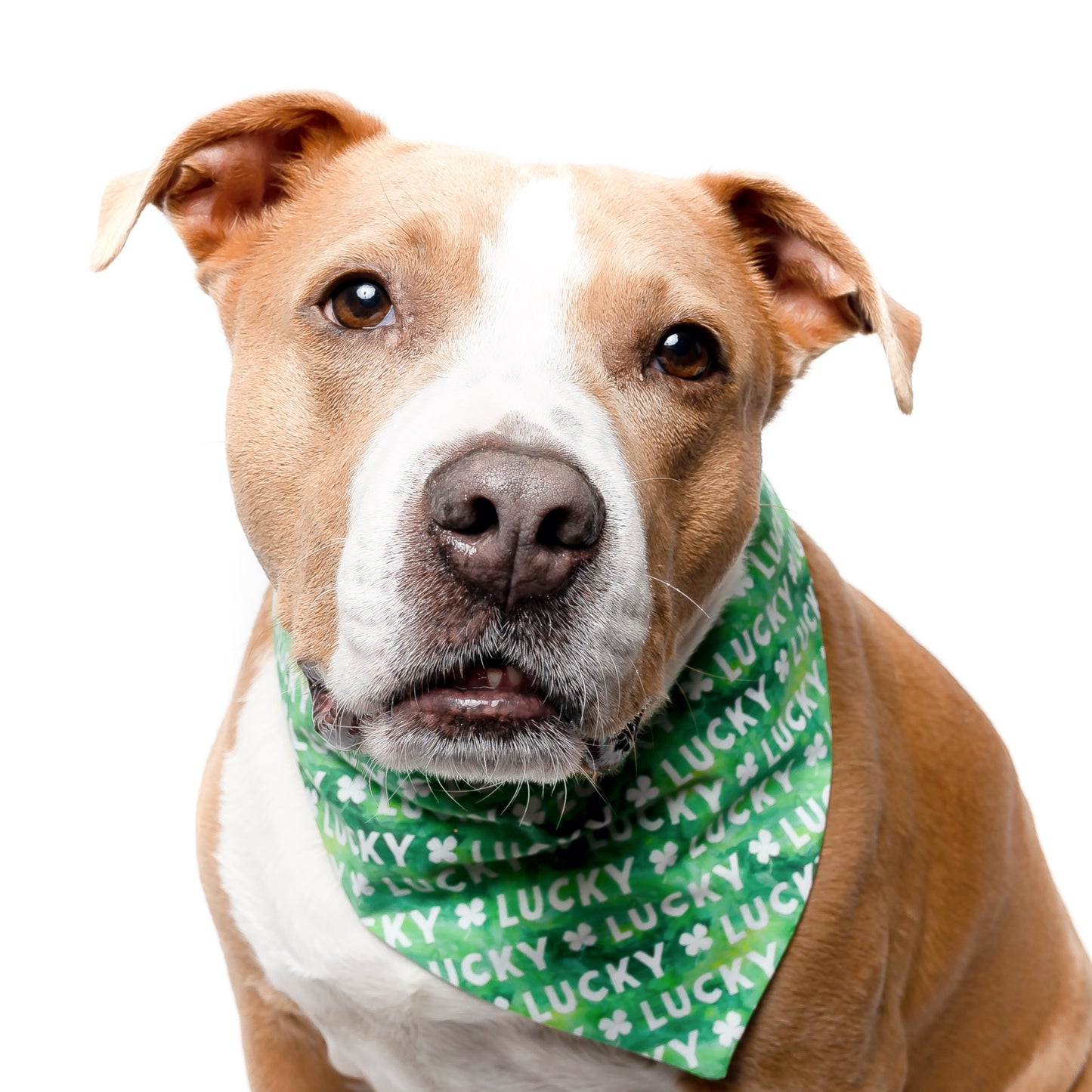 LUCKY - CLASSIC DOG BANDANA