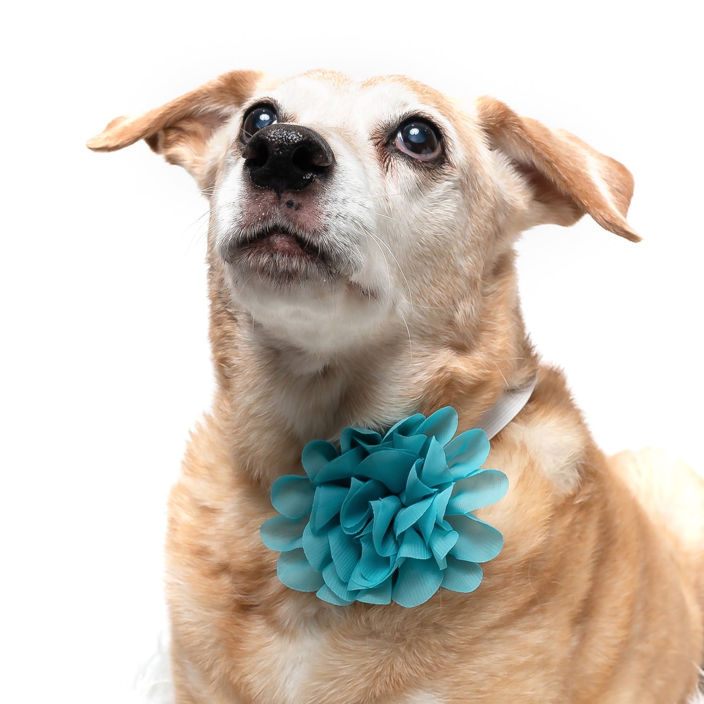 TEAL - COLLAR FLOWER