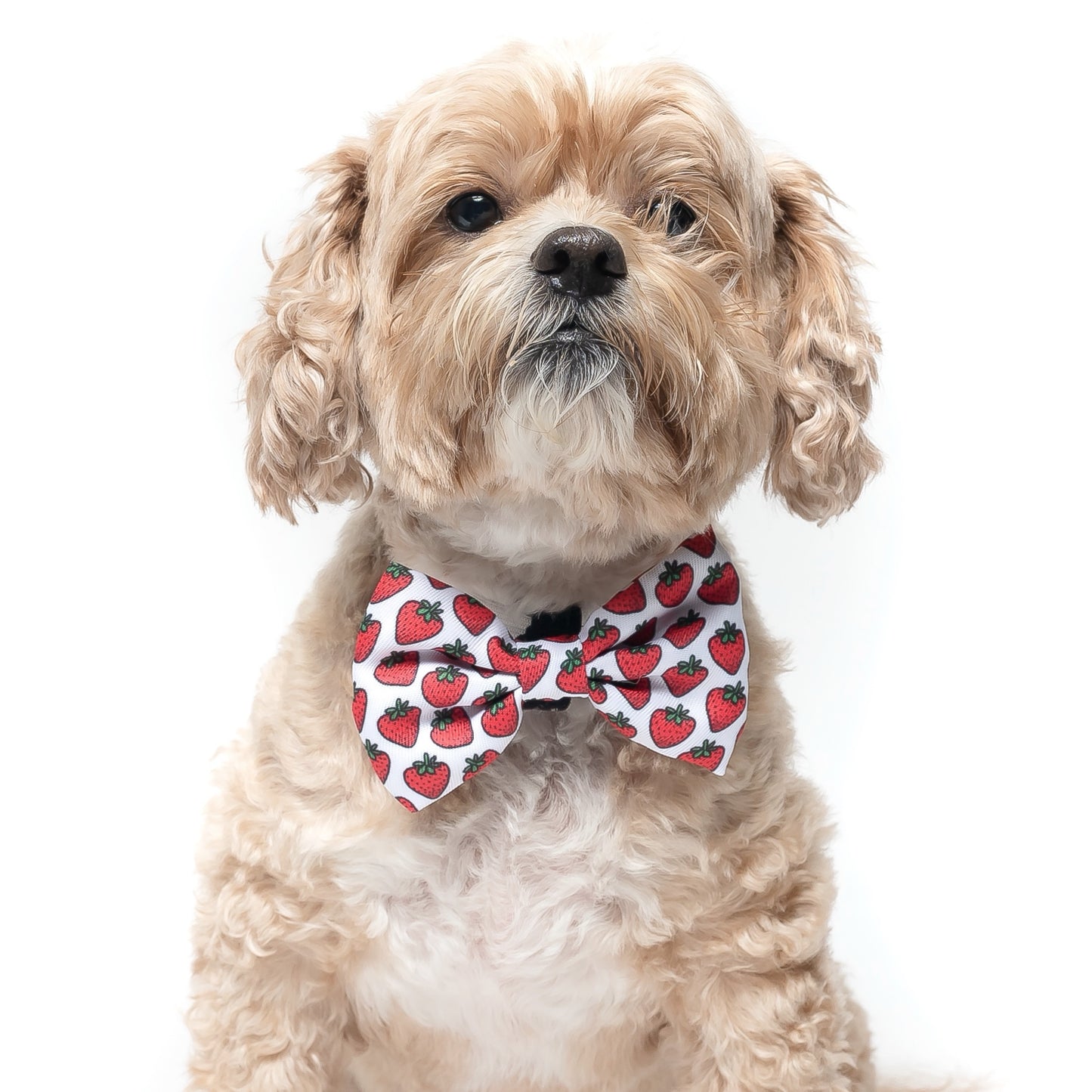 STRAWBERRIES - BOW TIE