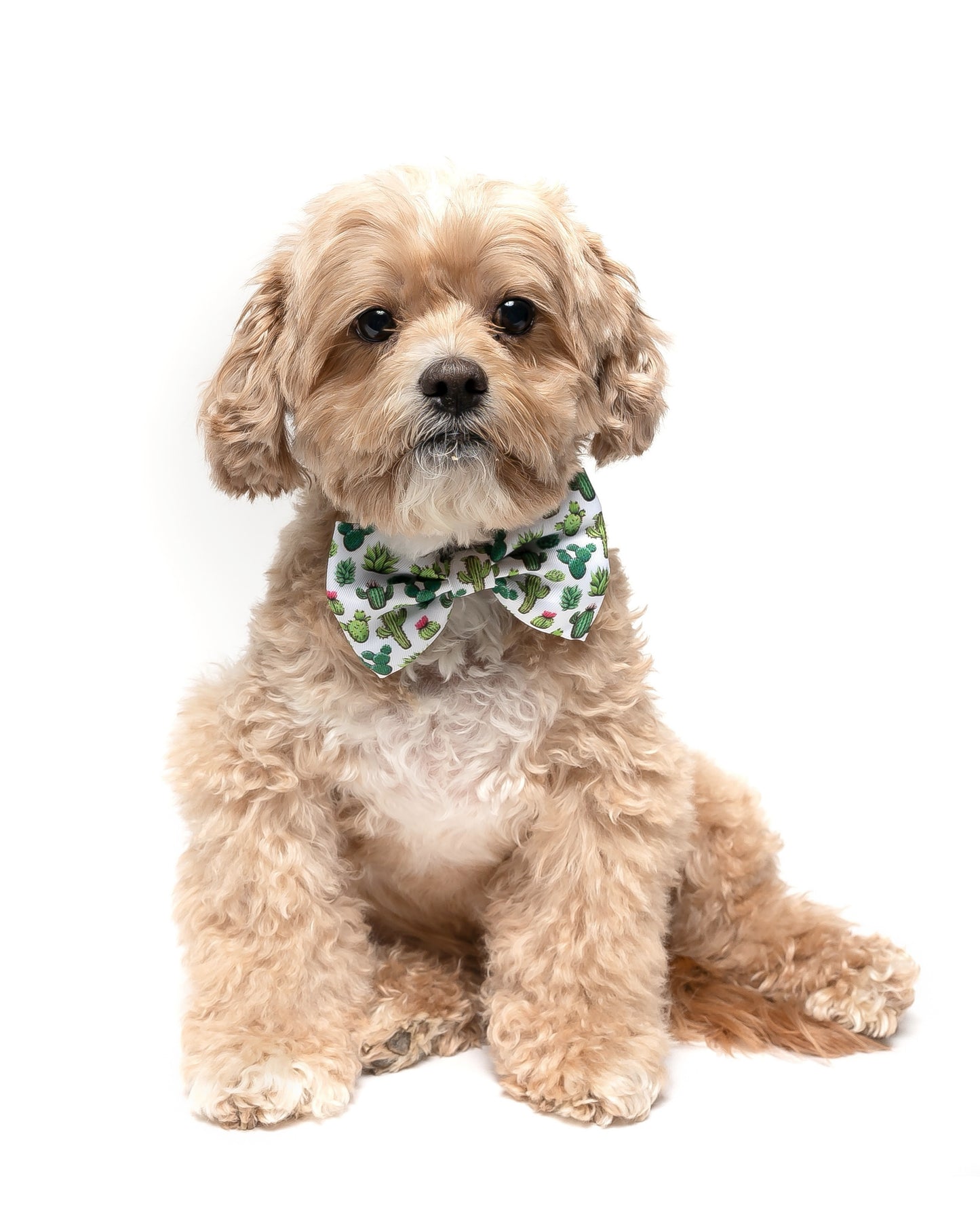 CACTUS - BOW TIE