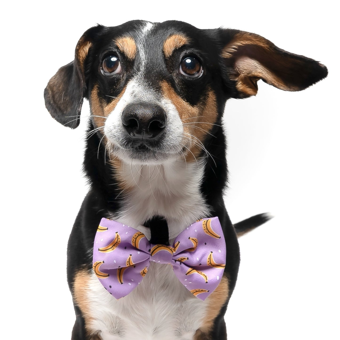 BANANAS - BOW TIE