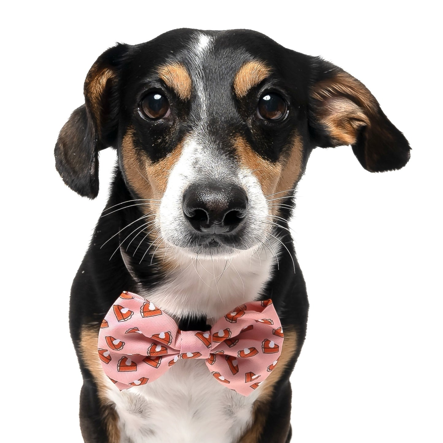 PUMPKIN PIE - BOW TIE