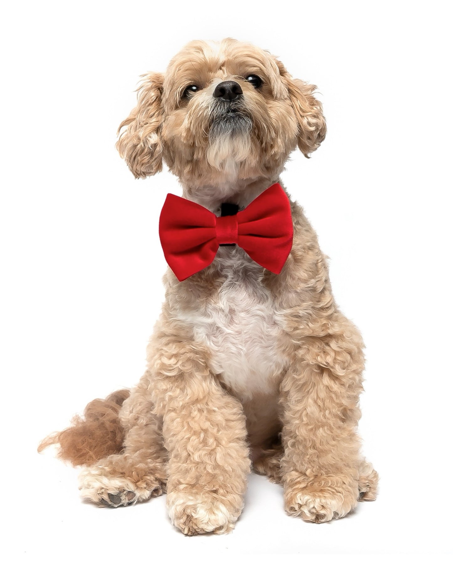RED VELVET - BOW TIE