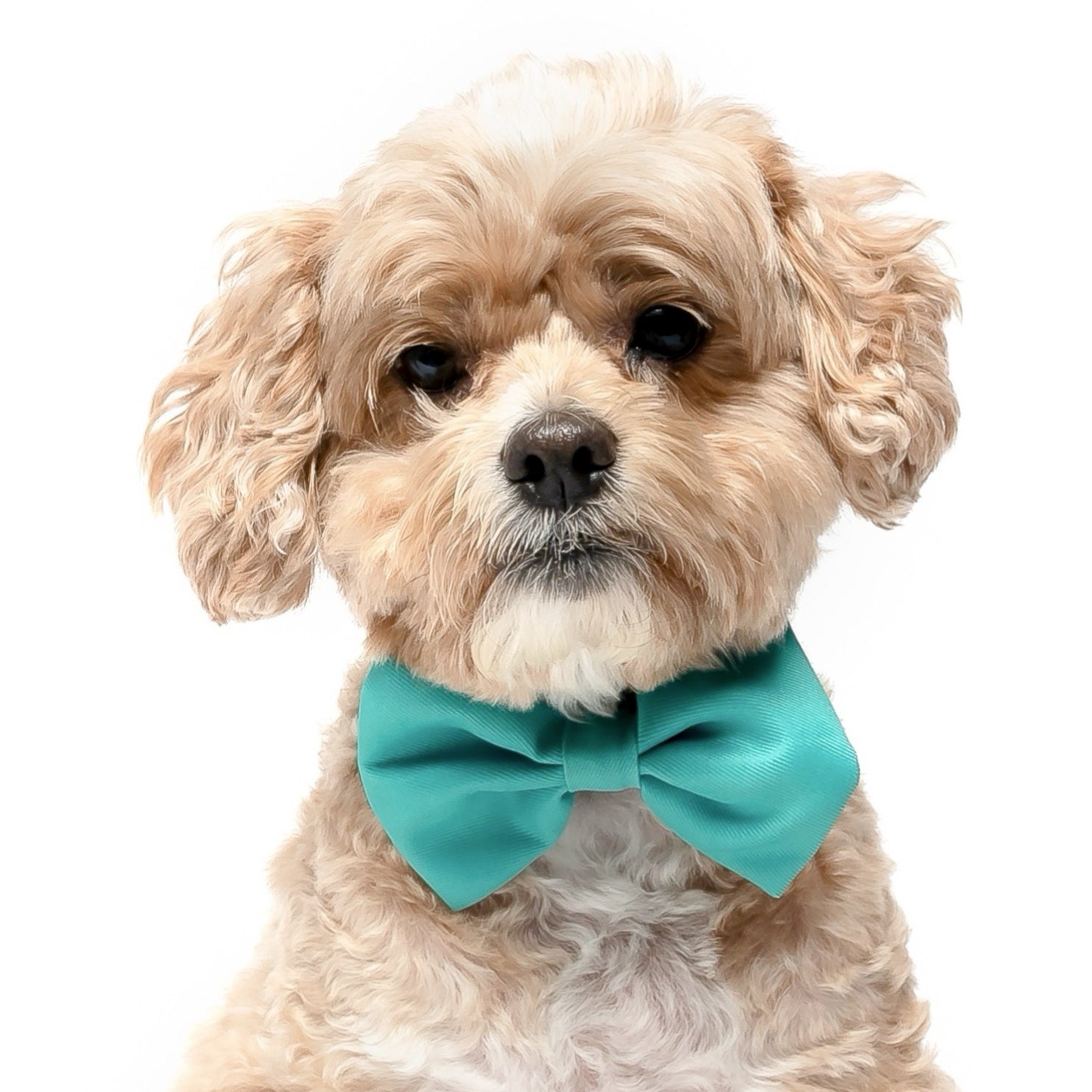 Green dog shop bow tie