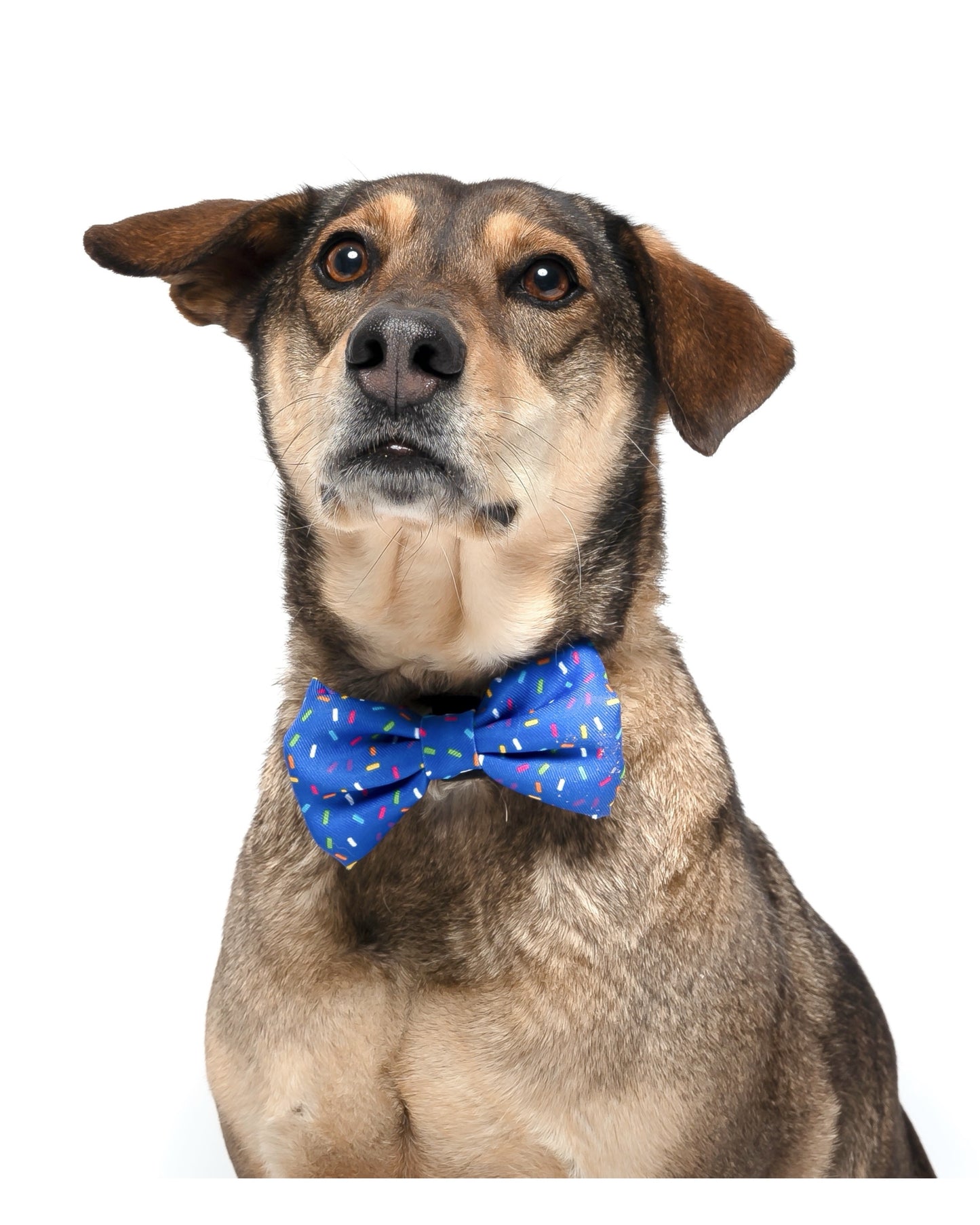 ROYAL SPRINKLES - BOW TIE