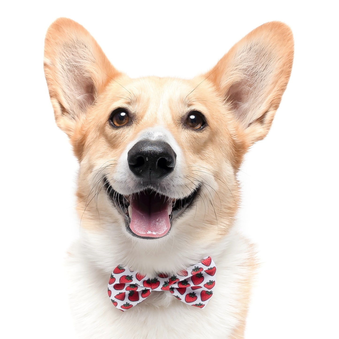 STRAWBERRIES - BOW TIE