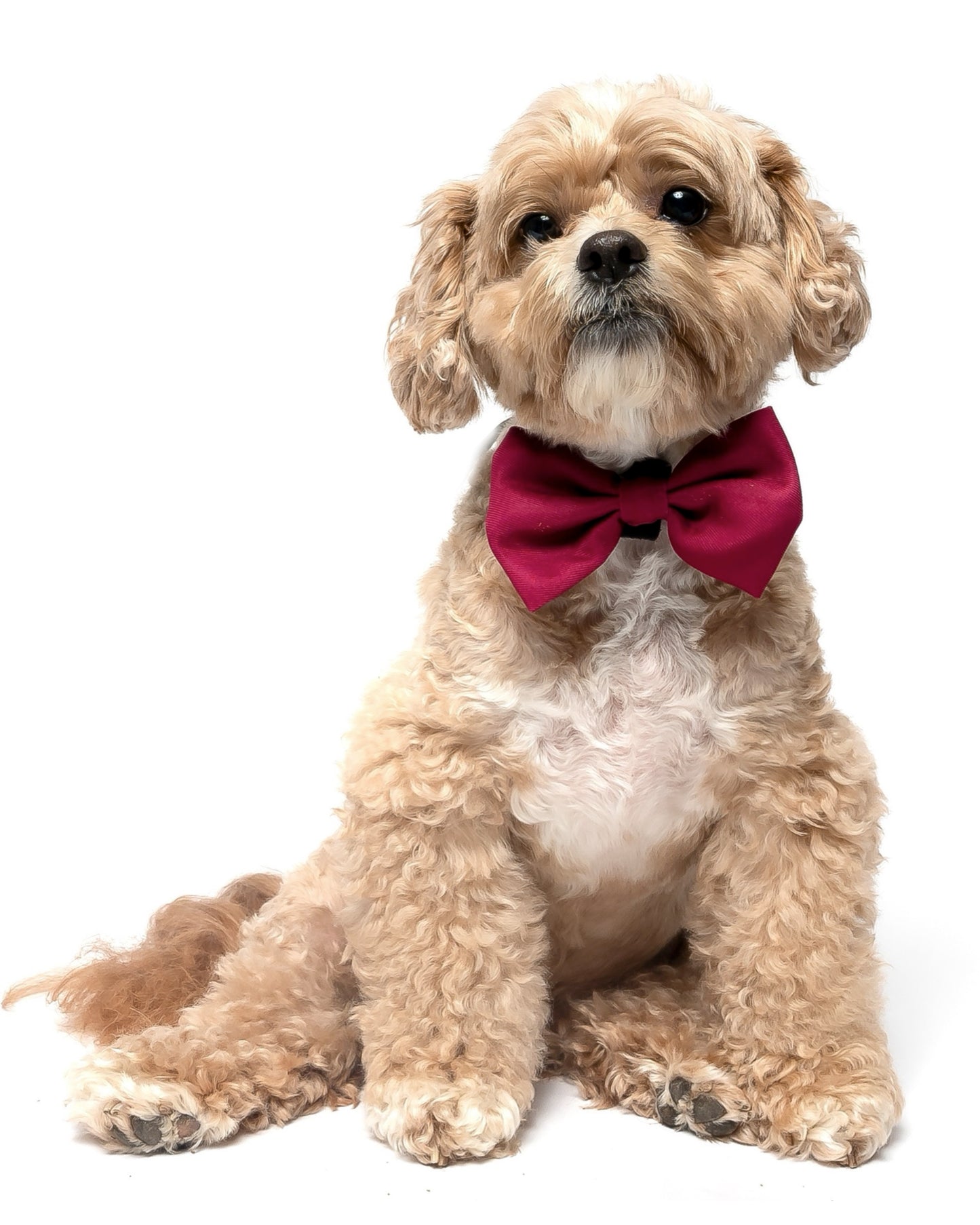 CRANBERRY - BOW TIE