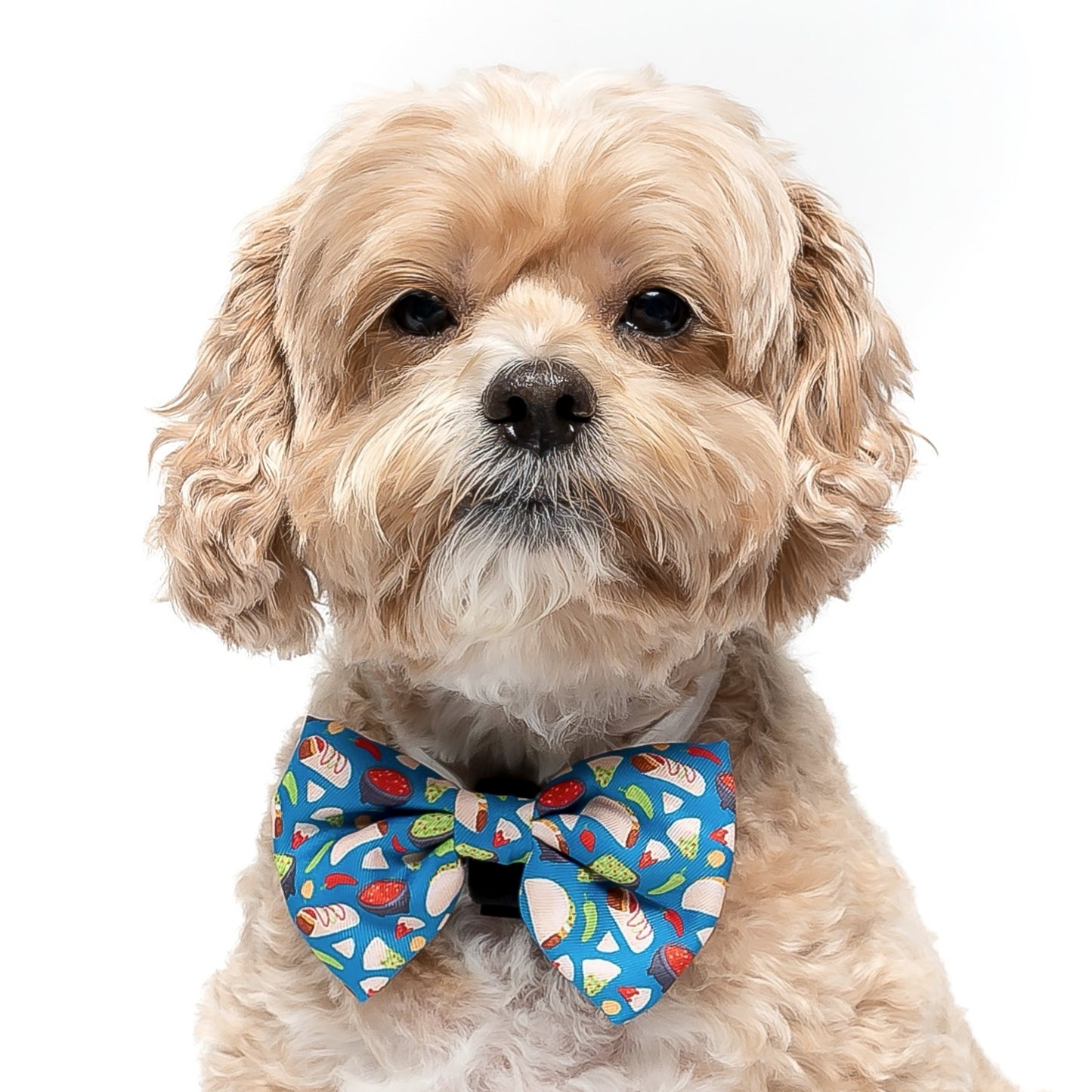 FIESTA- BOW TIE