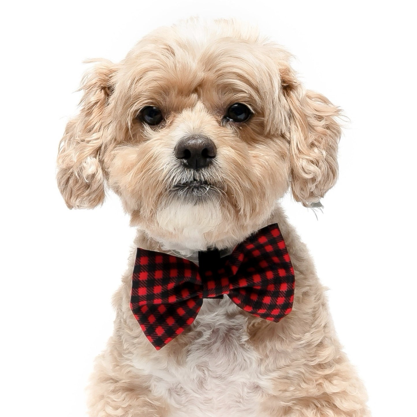 BUFFALO PLAID - BOW TIE
