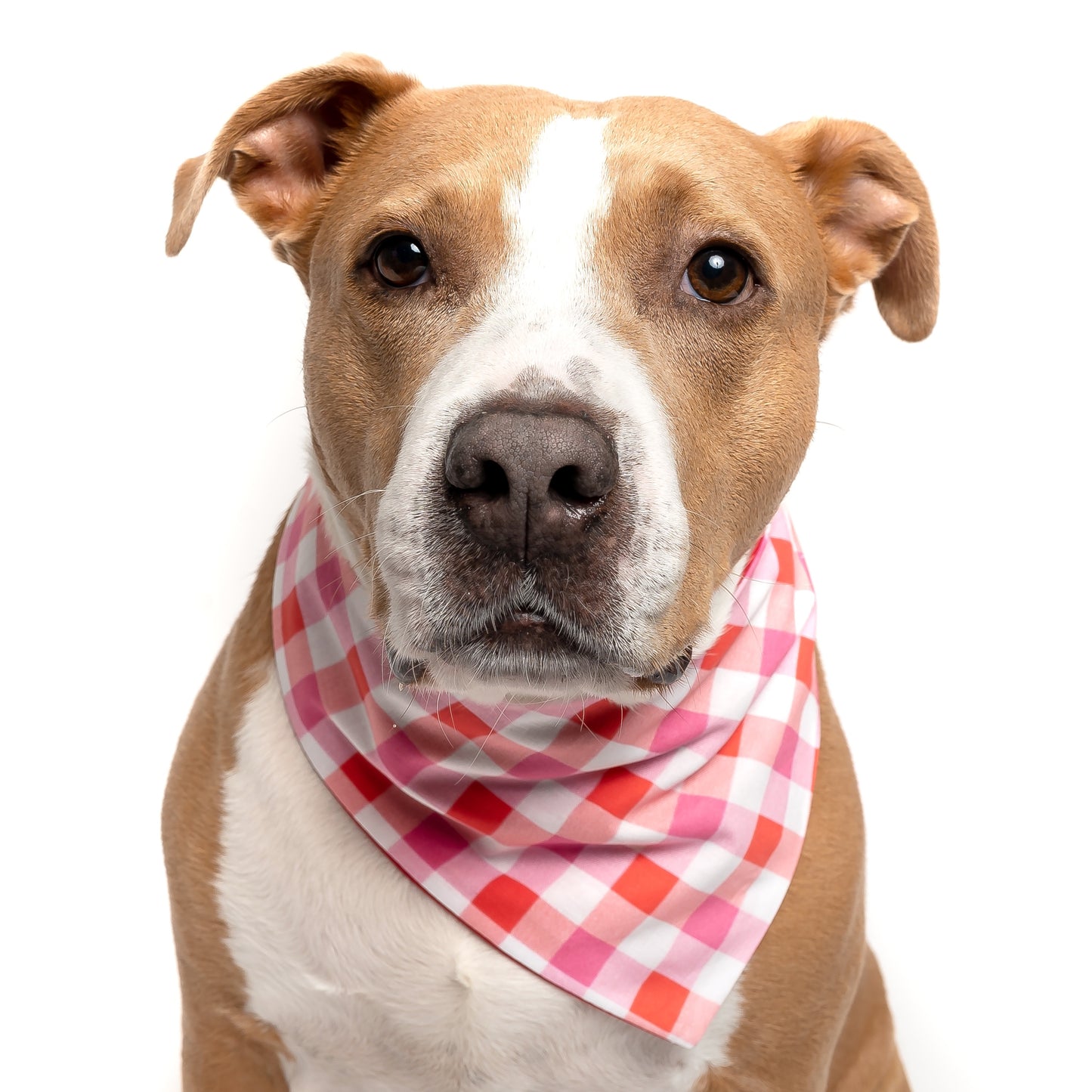 RED + PINK PLAID - CLASSIC DOG BANDANA