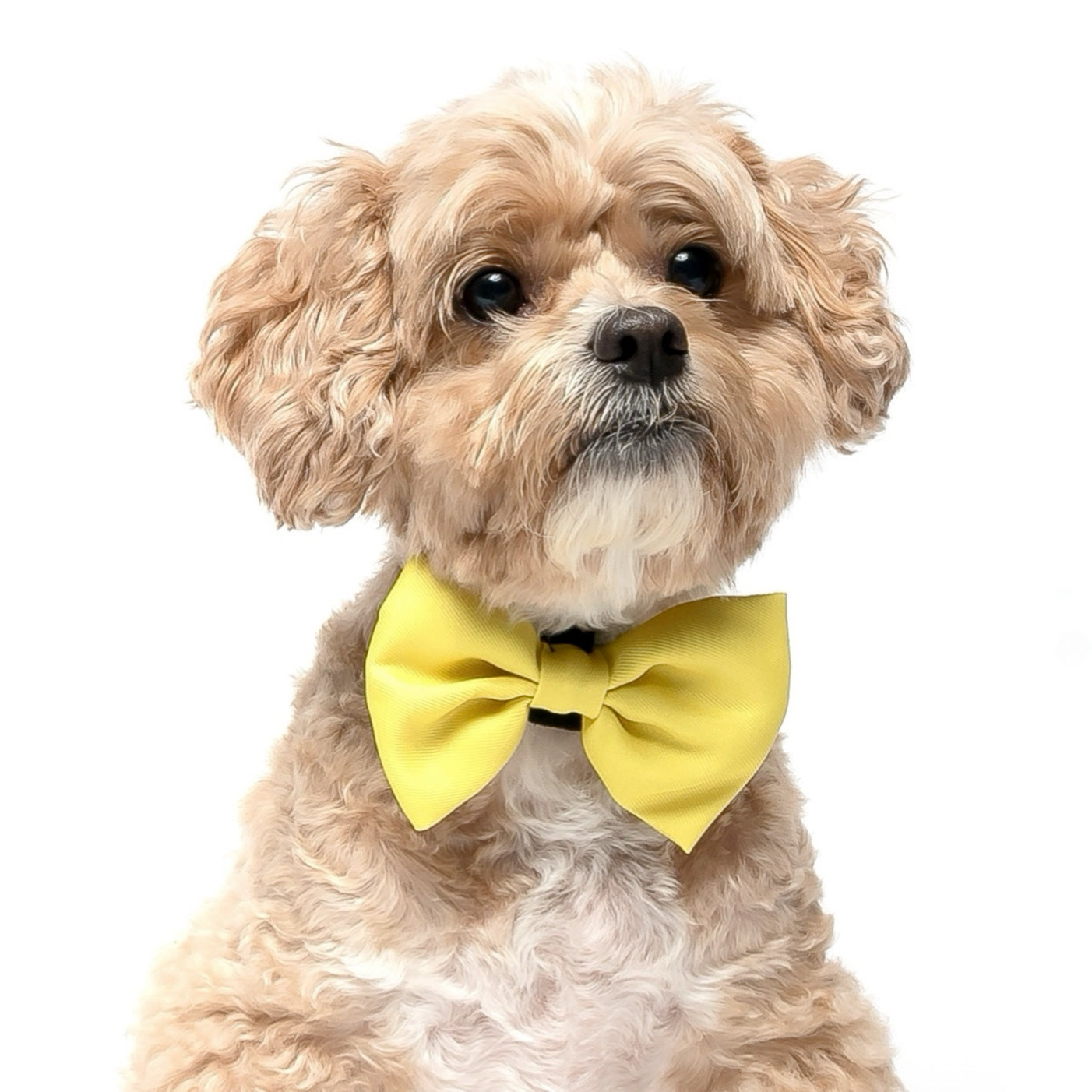 YELLOW -  BOW TIE