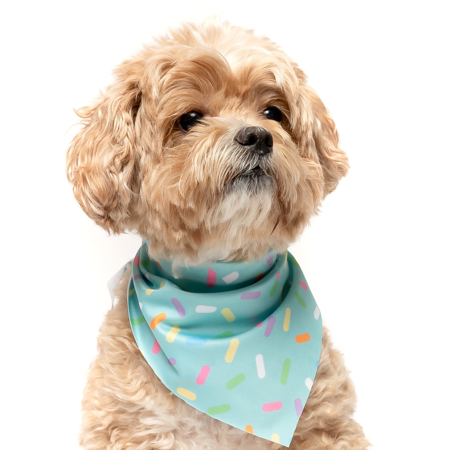 TEAL SPRINKLES - TRIANGLE DOG BANDANA BY DAPPER DEXTER