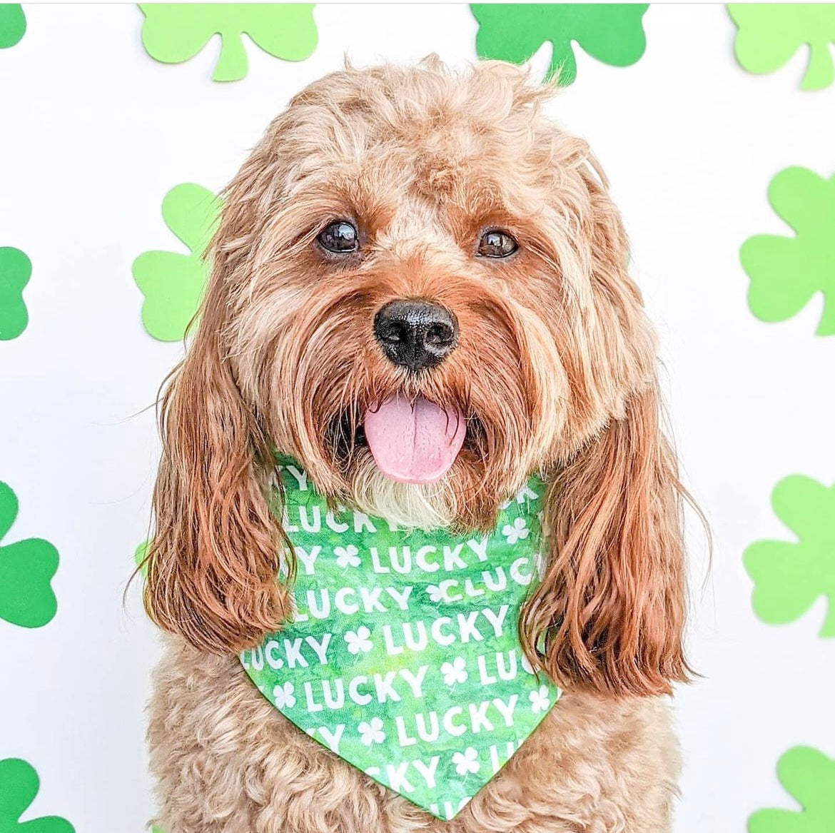LUCKY - CLASSIC DOG BANDANA