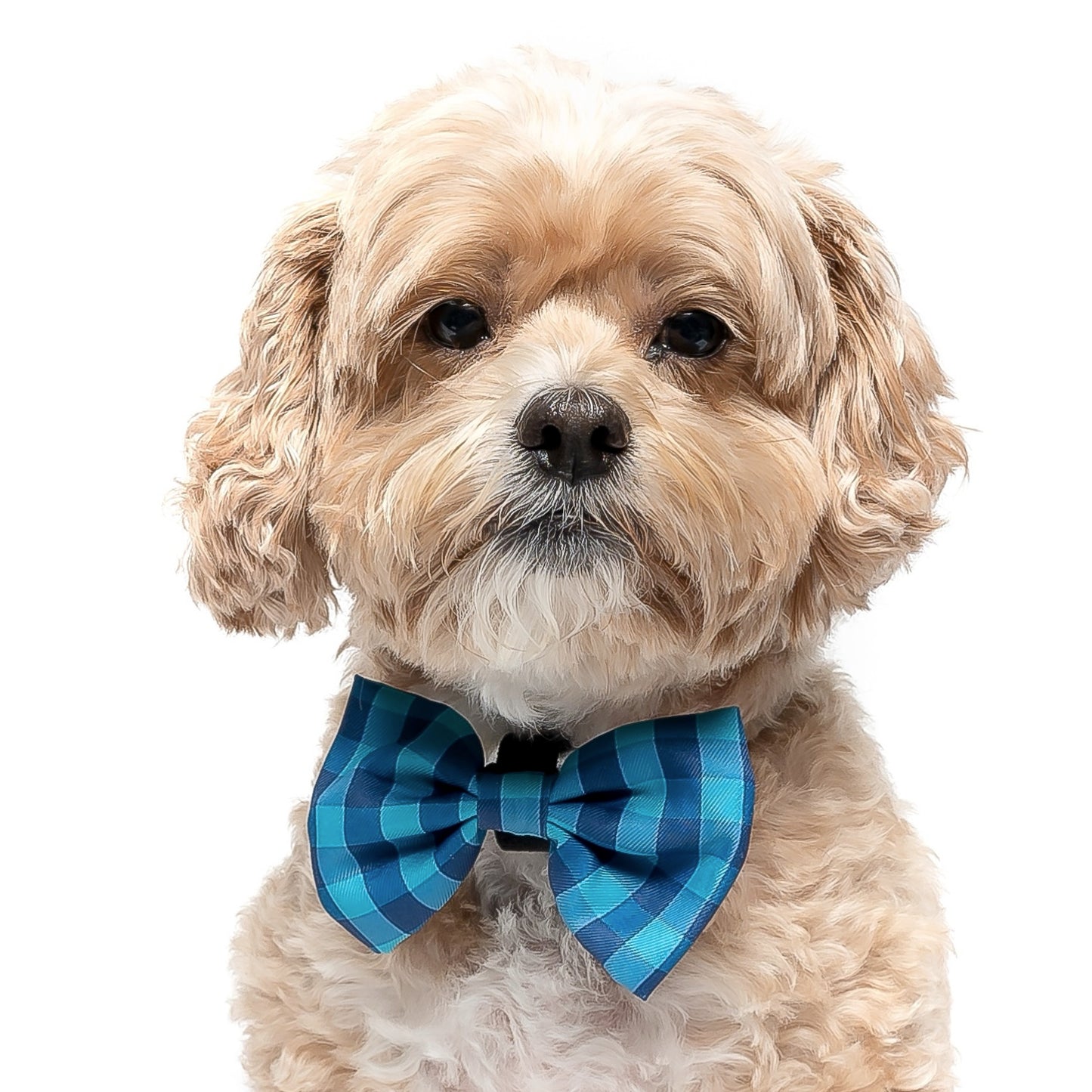 NAVY & AQUA PLAID - BOW TIE