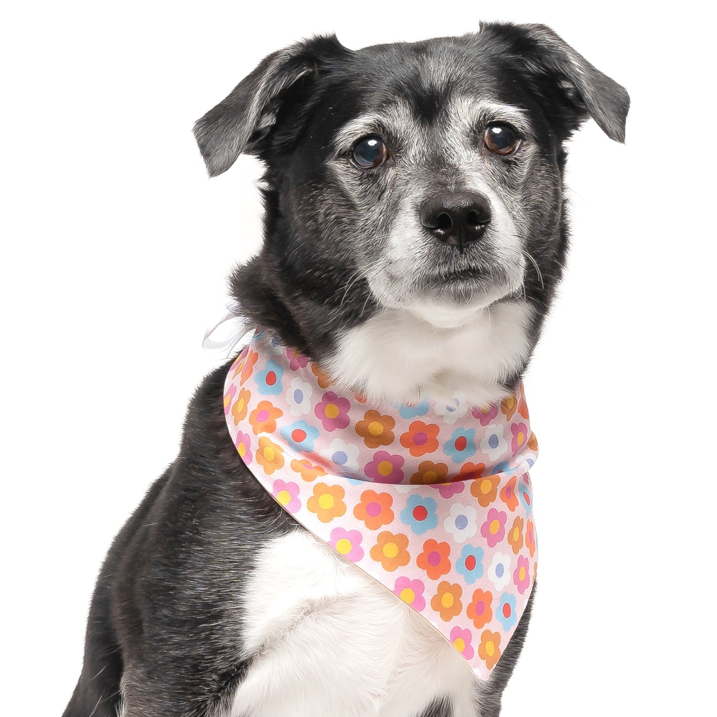 70S FLORAL - CLASSIC DOG BANDANA