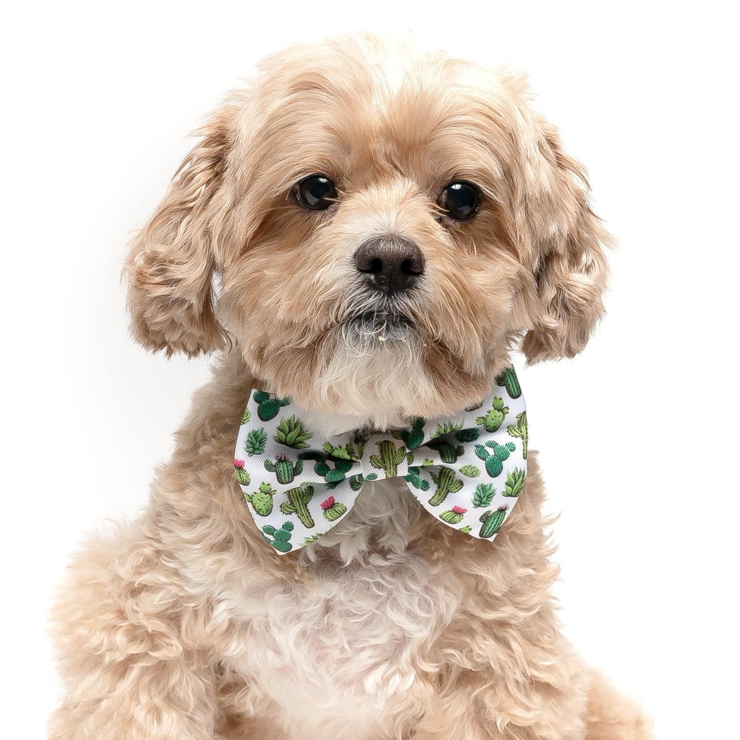 CACTUS - BOW TIE